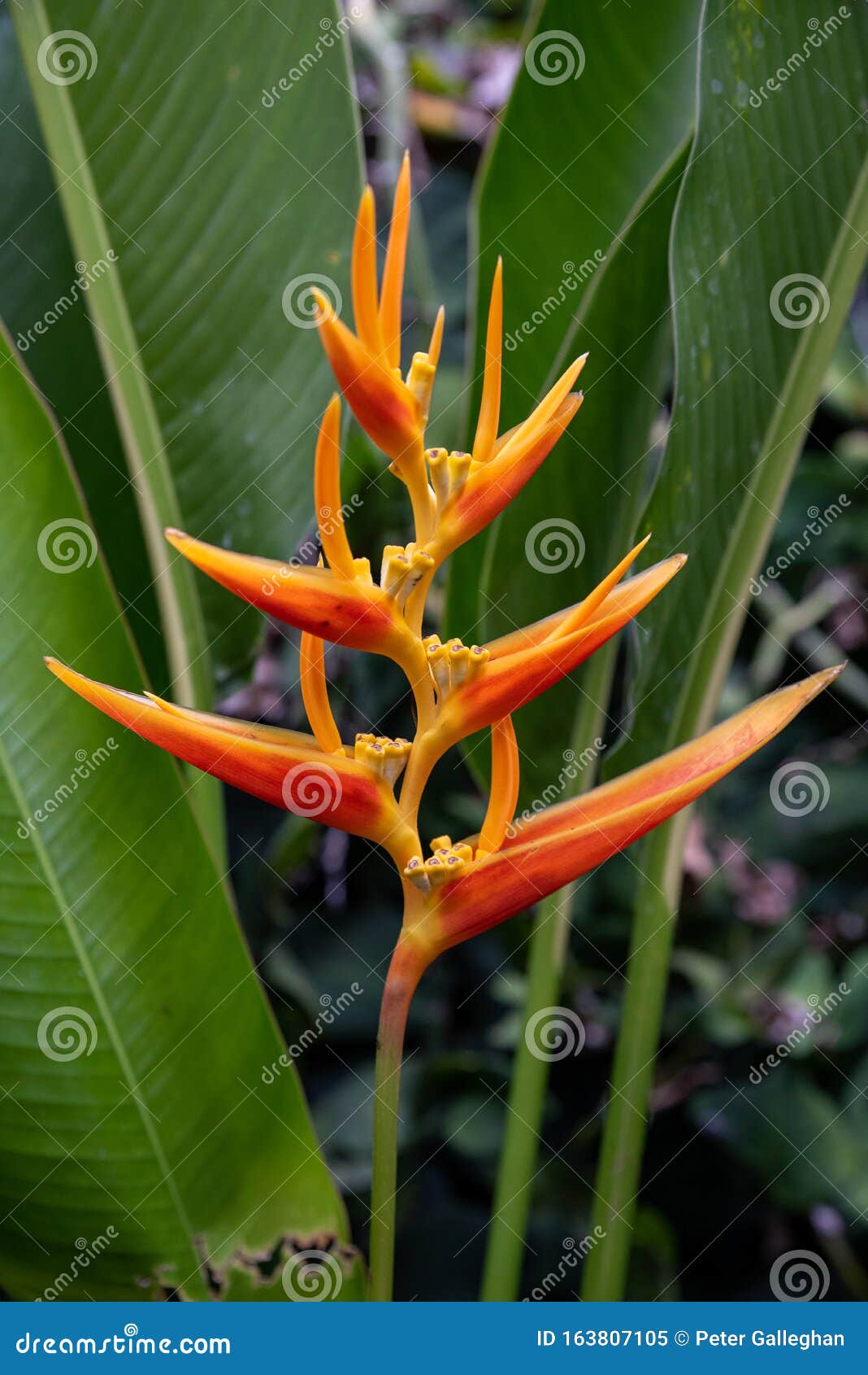 Tropical Lobsterclaw Blooming in Bali Stock Image Image of beautiful