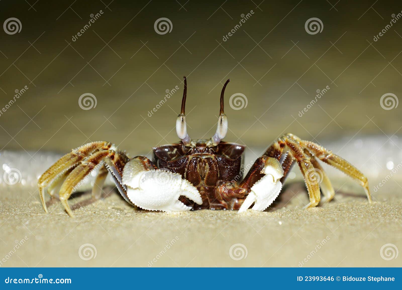 Tropical long eyed crab stock photo. Image of arthropod 23993646