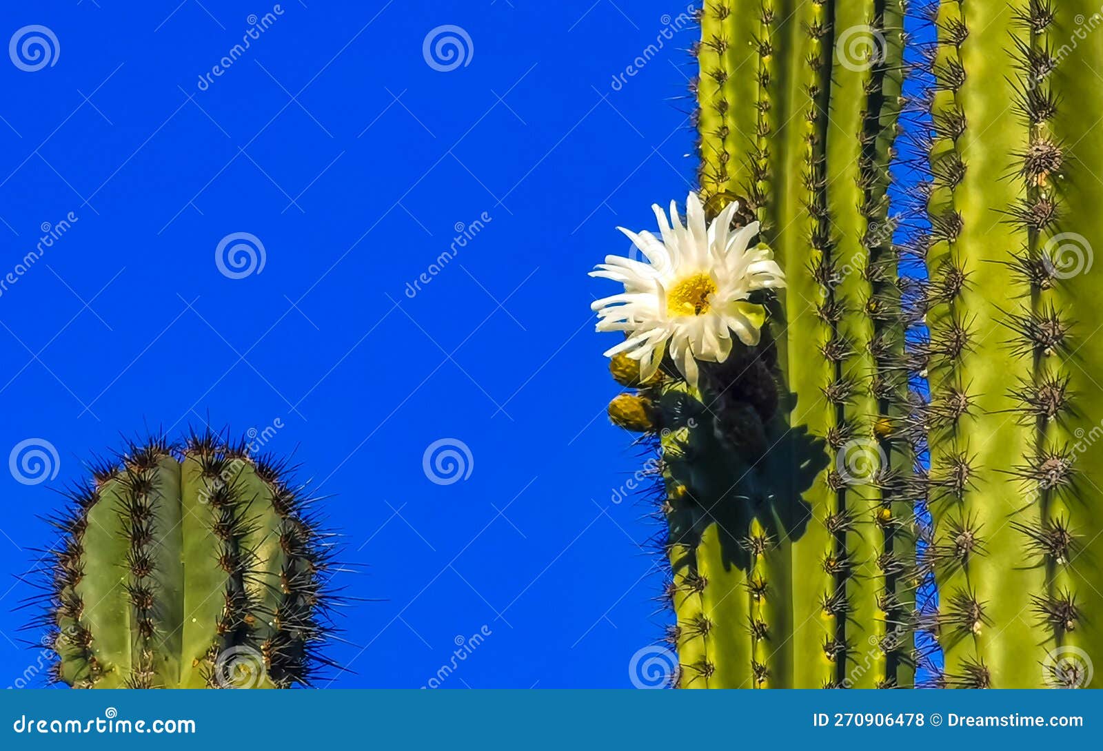 Tropical Cacti Cactus Plants with White Flower Blossom Mexico Stock ...