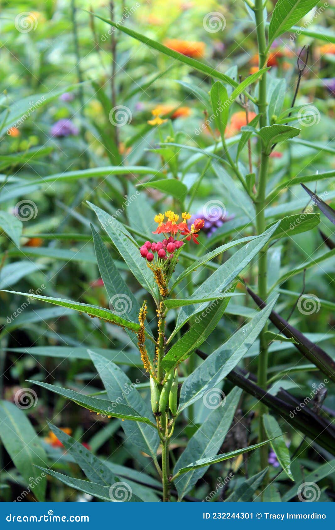 Tropical Milkweed Plant with Orange and Yellow Flowers and Pink Buds