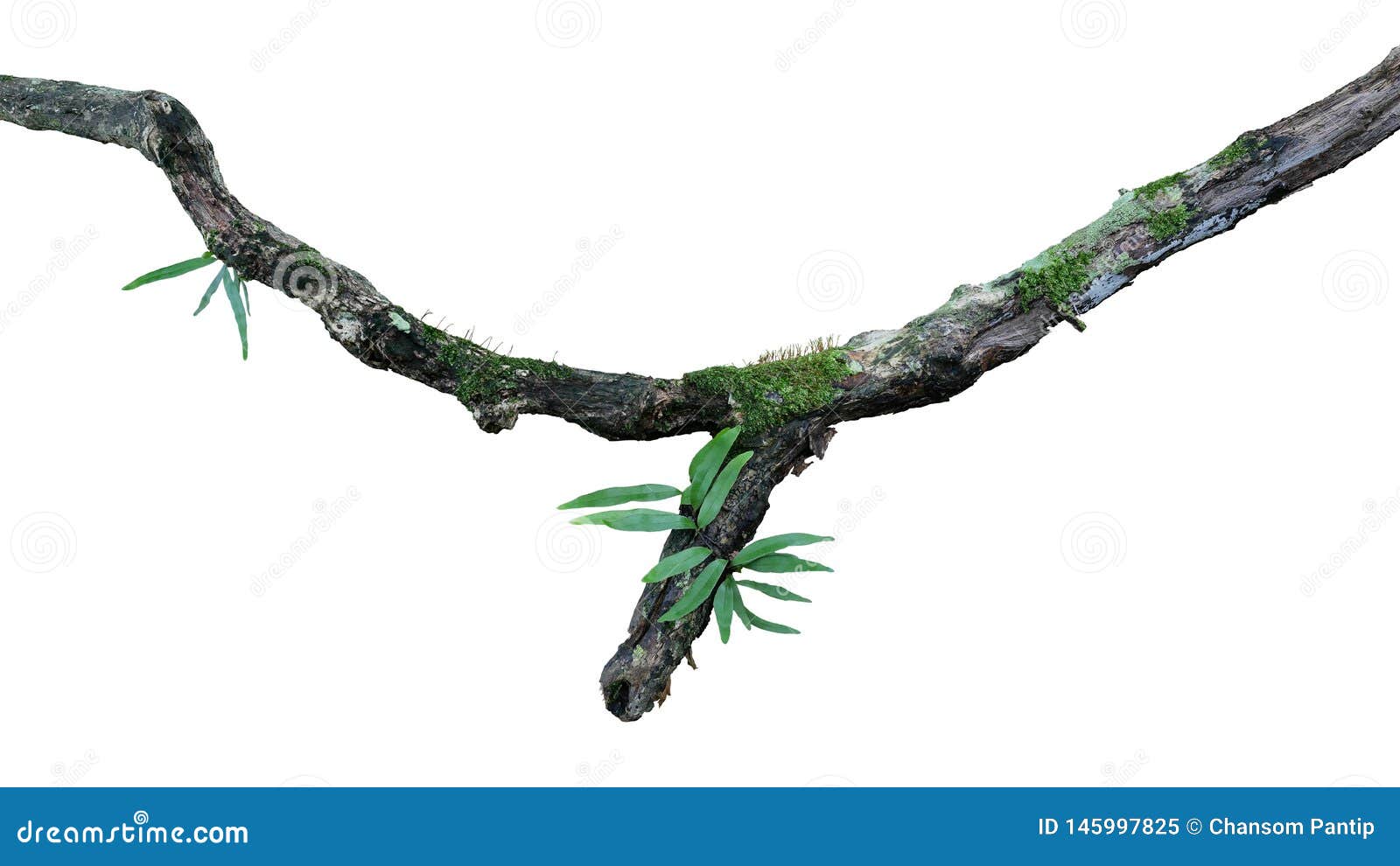 tropical moist forest epiphytes fern, moss and lichen grow on old weathered jungle tree branch  on white bacground,