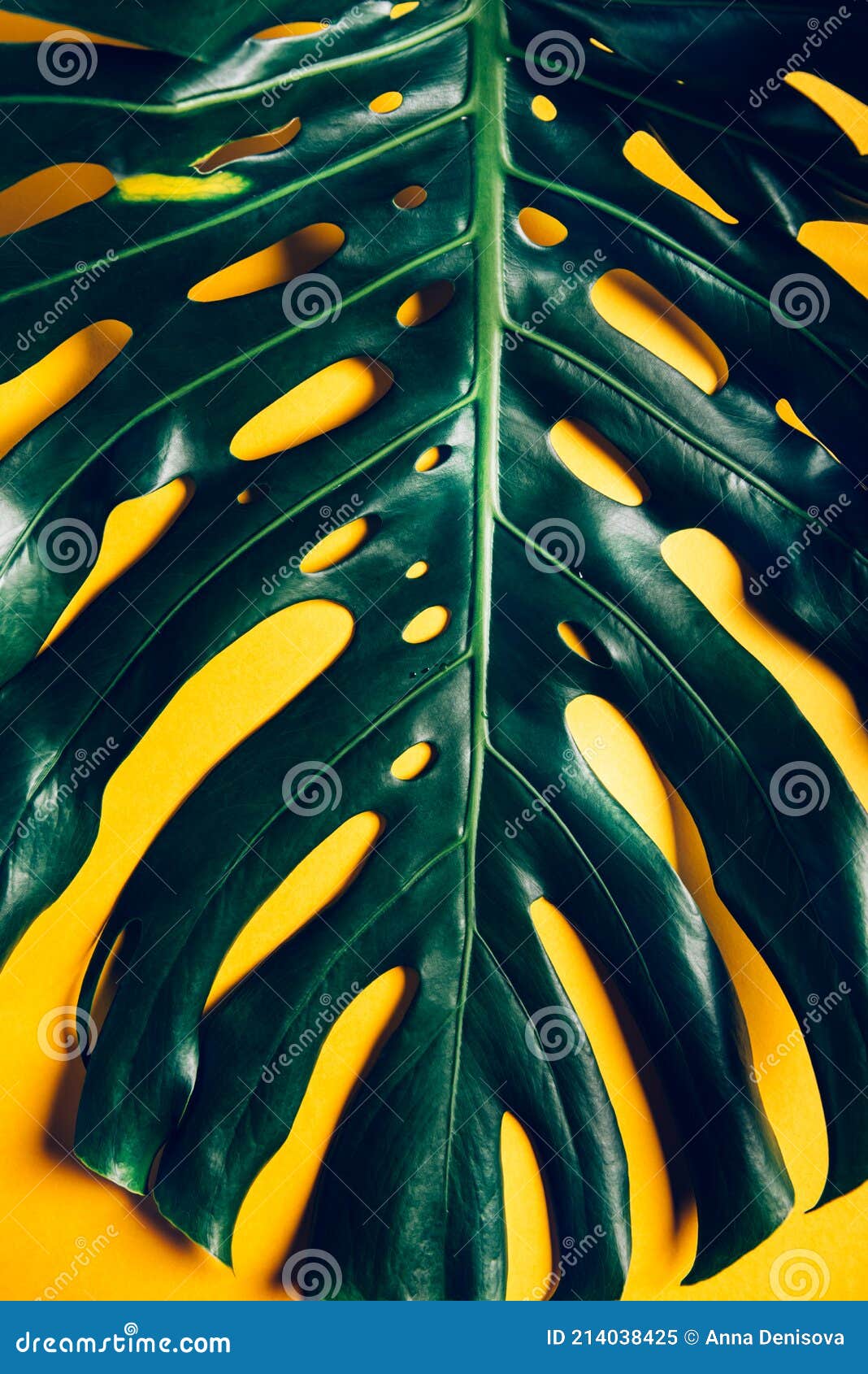 Tropical Monstera Leaves on Yellow Stock Image Image of trendy, dark