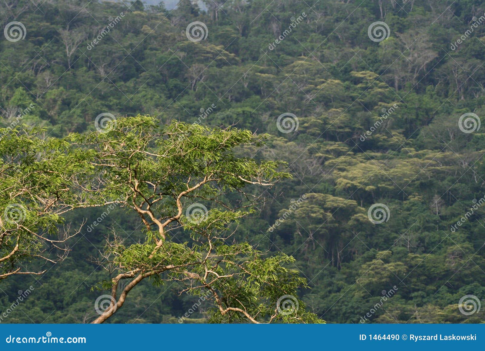 Tropical Montane Forest Stock Photo Image Of Henri Montane