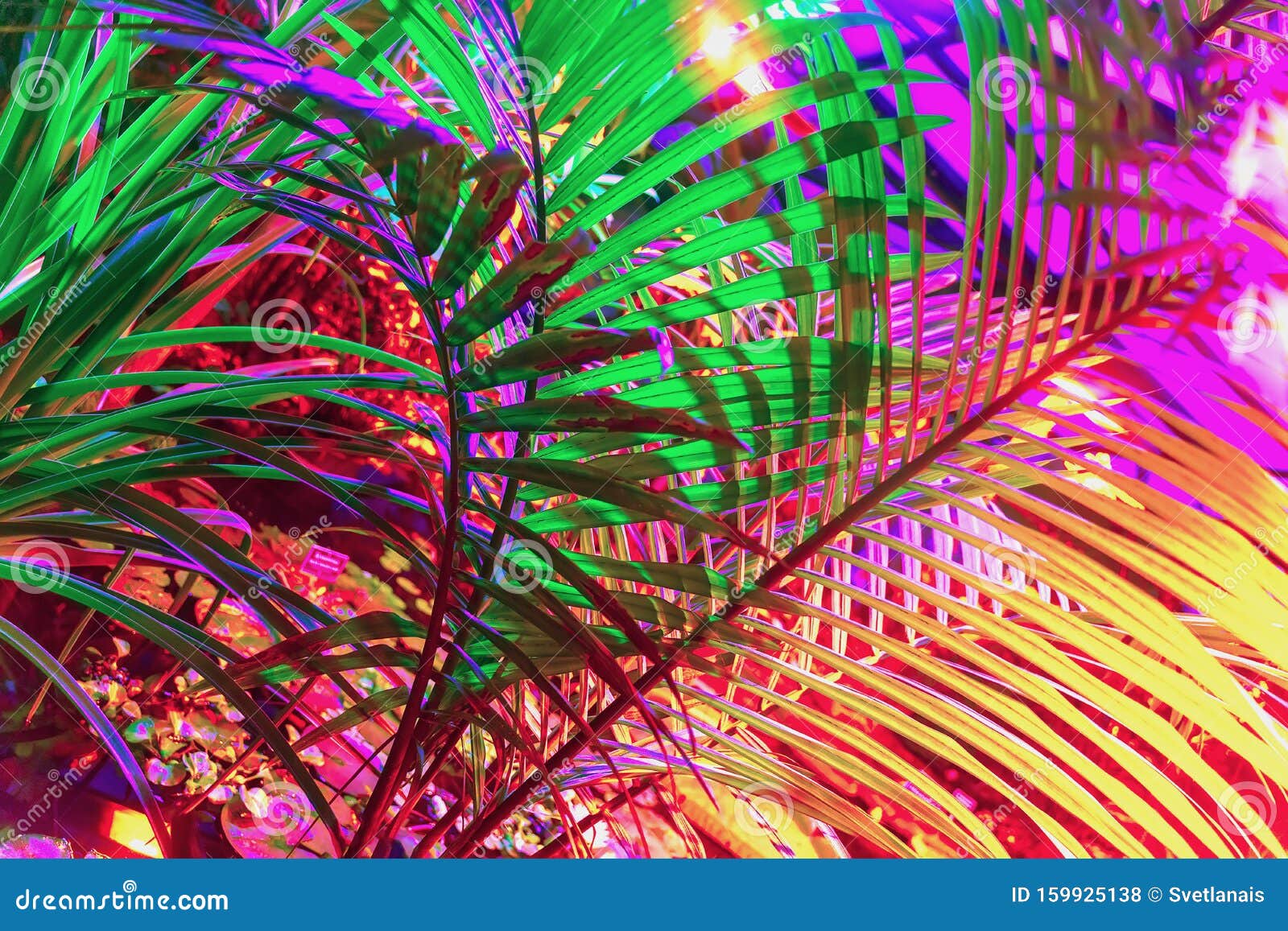 Tropical Natural Palm Tree Branches Close-up, Fashionable Neon Colors