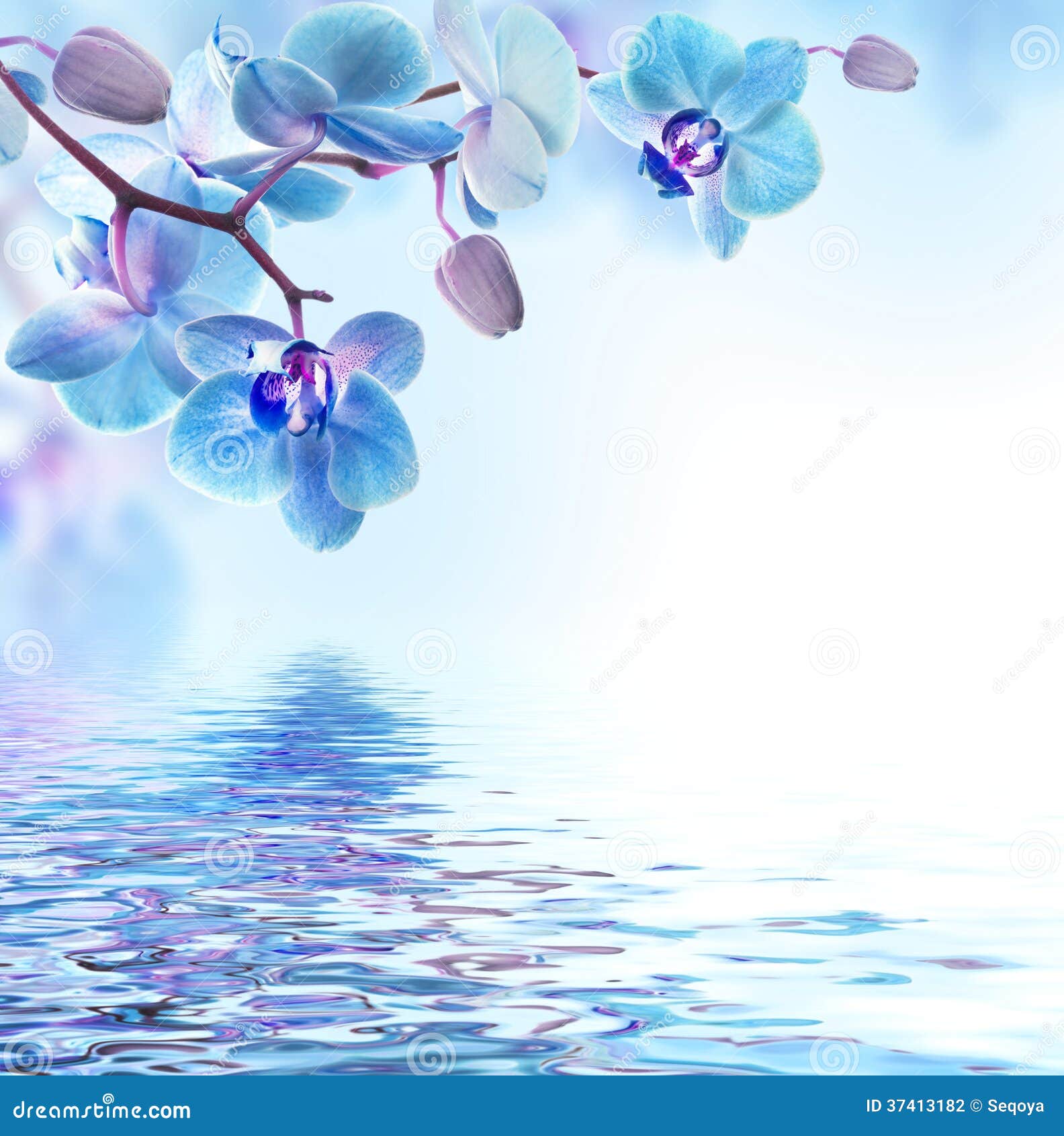 Tropical orchids stock illustration. Illustration of design - 37413182