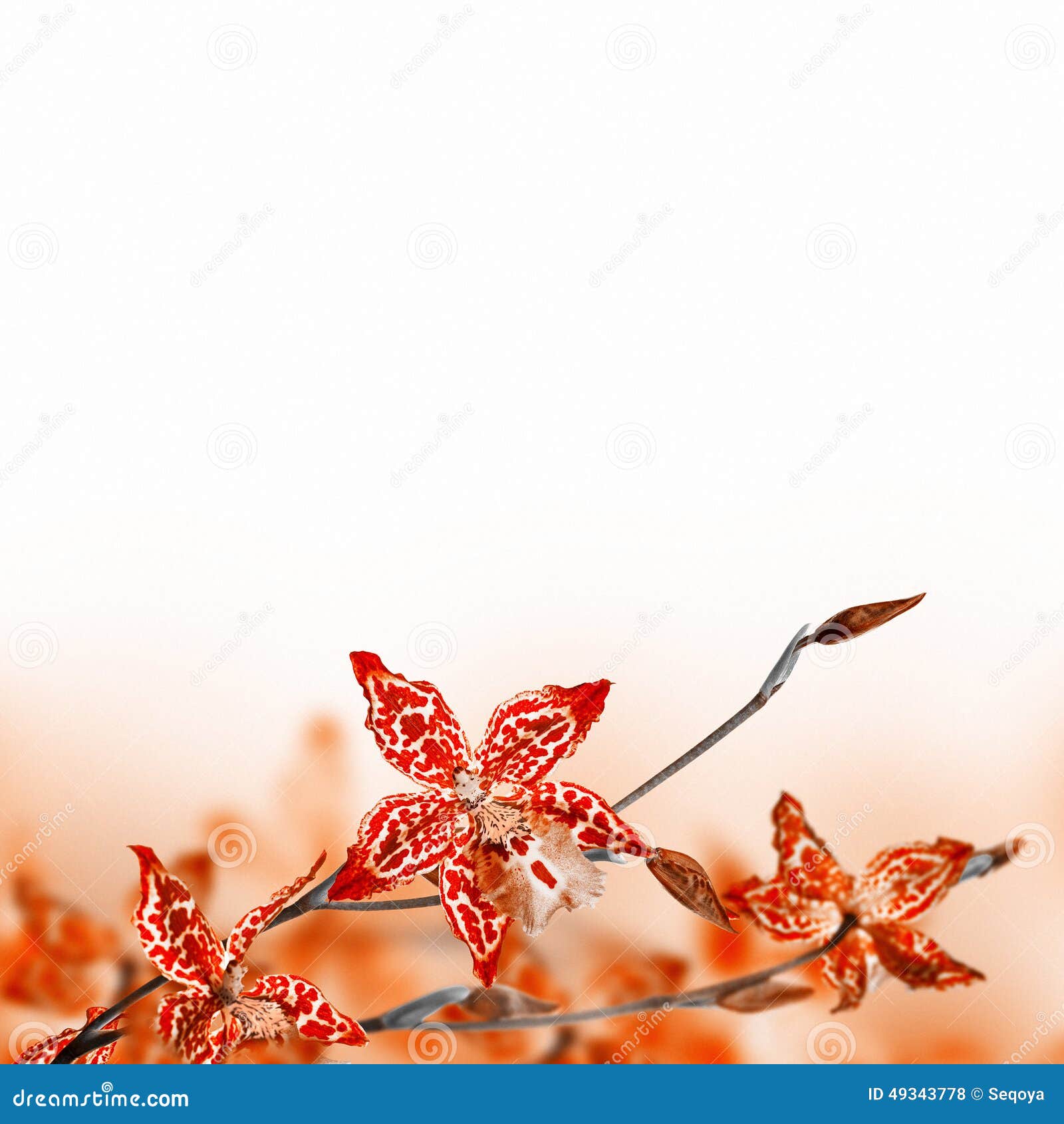 Tropical orchids stock photo. Image of decoration, bloom - 49343778