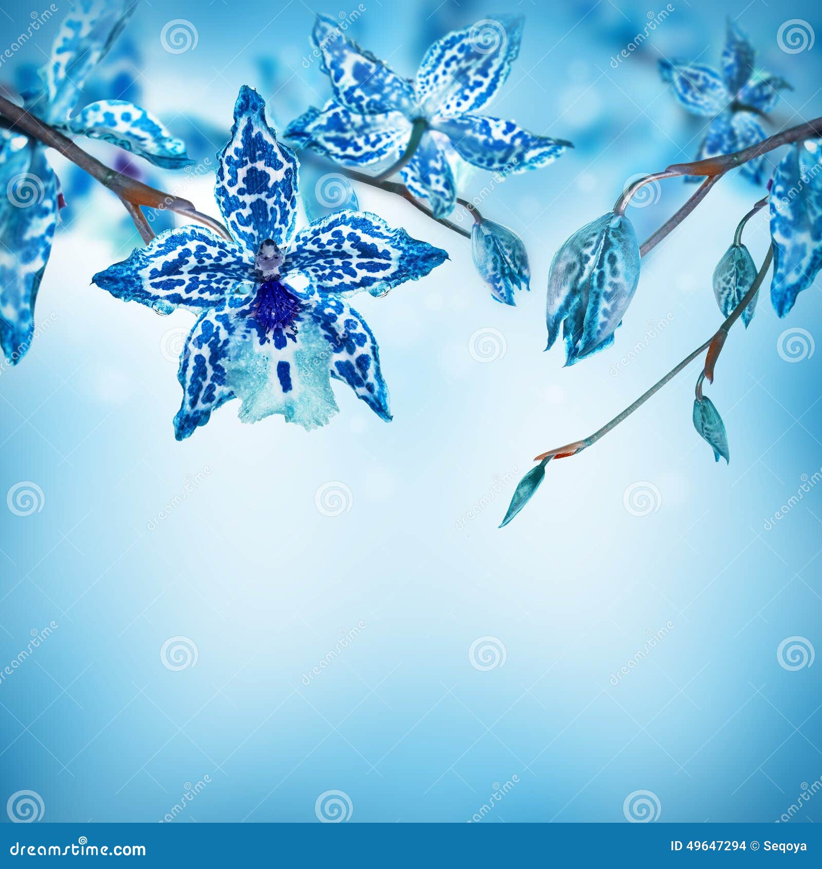 Tropical orchids stock illustration. Illustration of orchids - 49647294