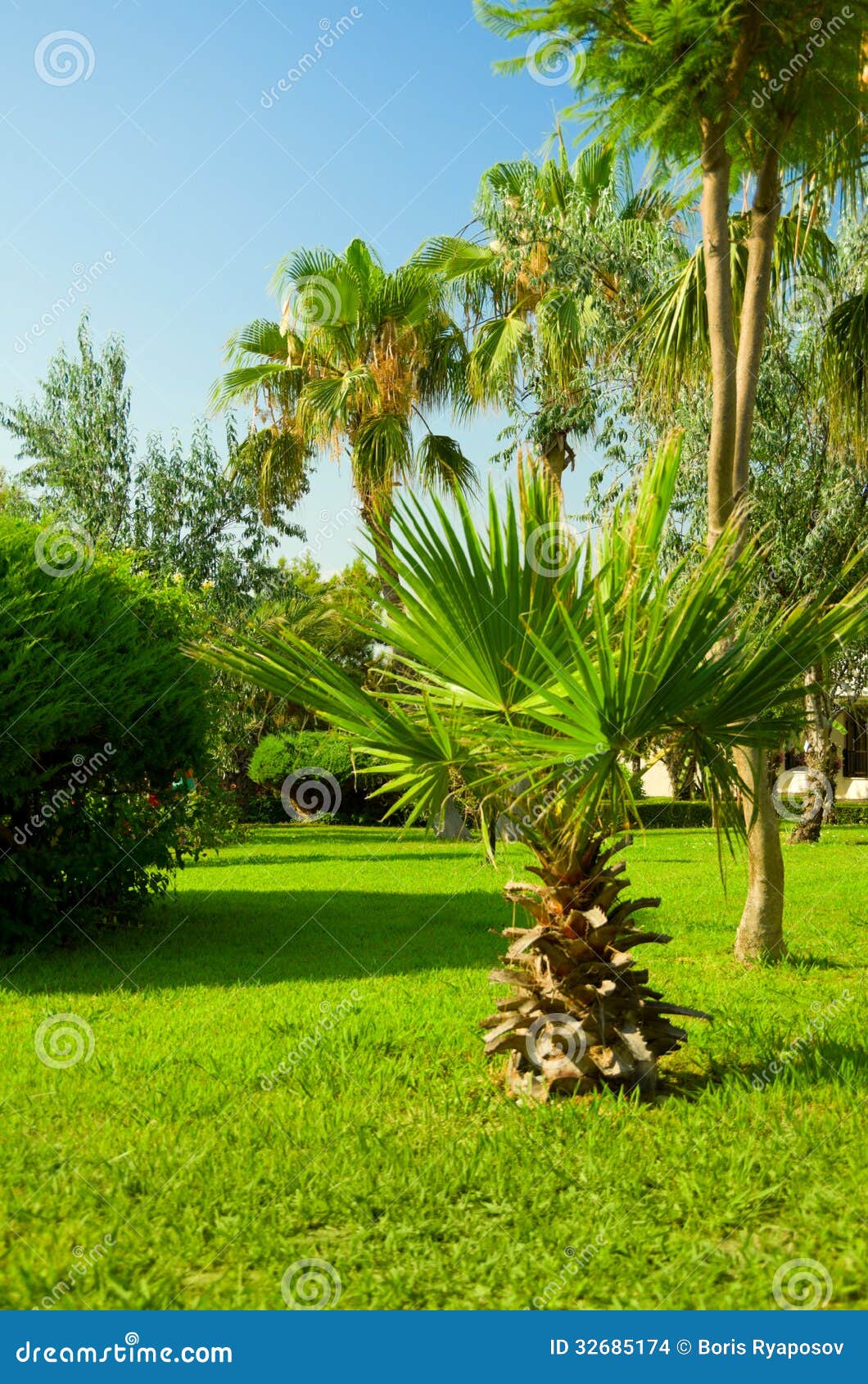 Tropical ornamental garden stock photo. Image of contemporary 32685174