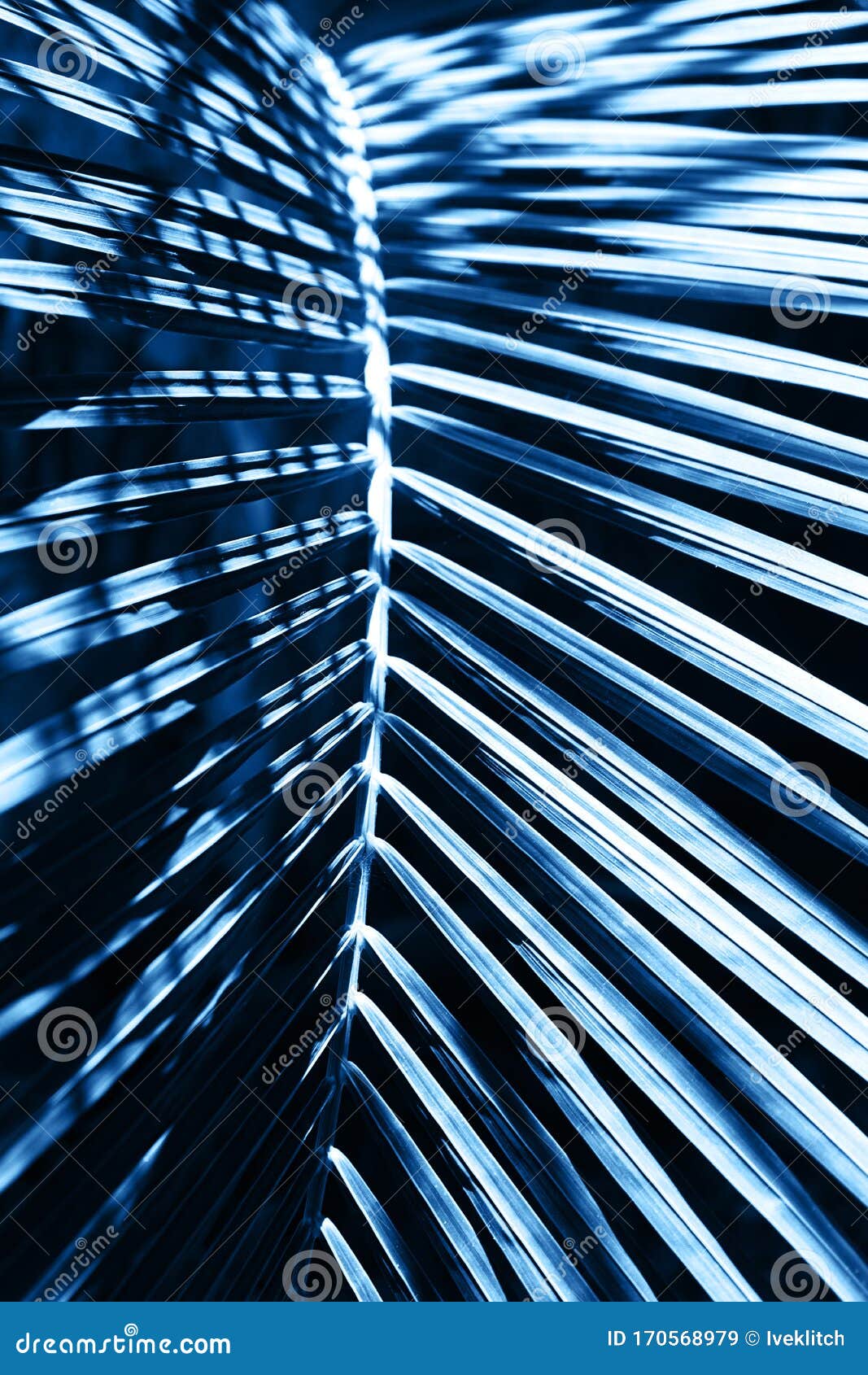 Tropical Palm Leaf on Colorful Classic Blue Background. Stock Image