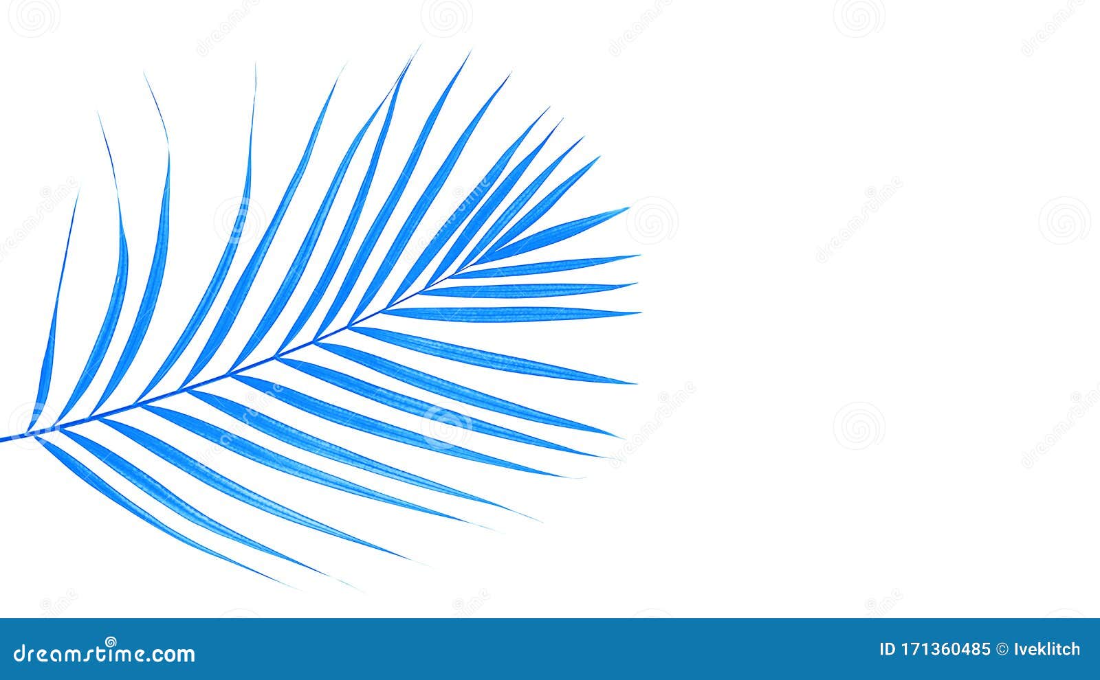 Tropical Palm Leaf on Trendy Classic Blue Color Background. Stock Image