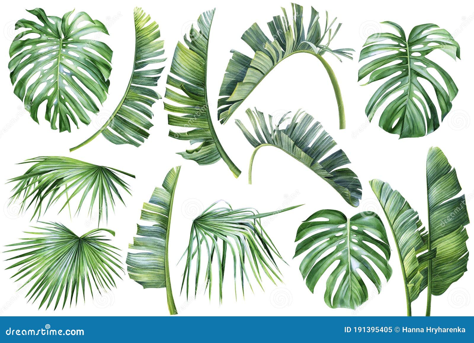 tropical palm leaves, banana palm, monstera, strelitzia on  white background, watercolor botanical 