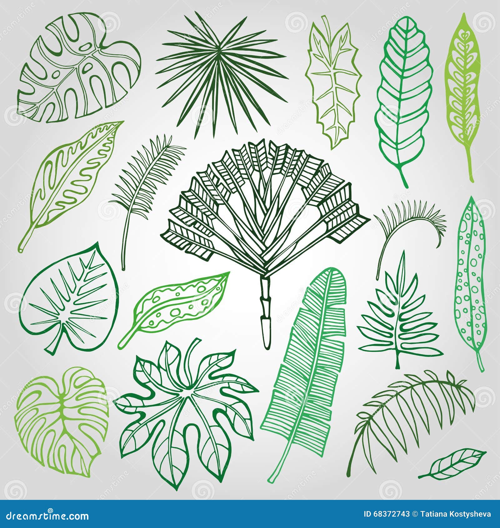 tropical palm leaves, branches set. outline, green