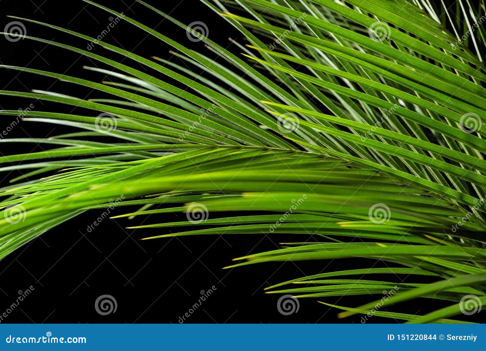 Tropical Palm Leaves on Dark Background, Closeup Stock Photo - Image of