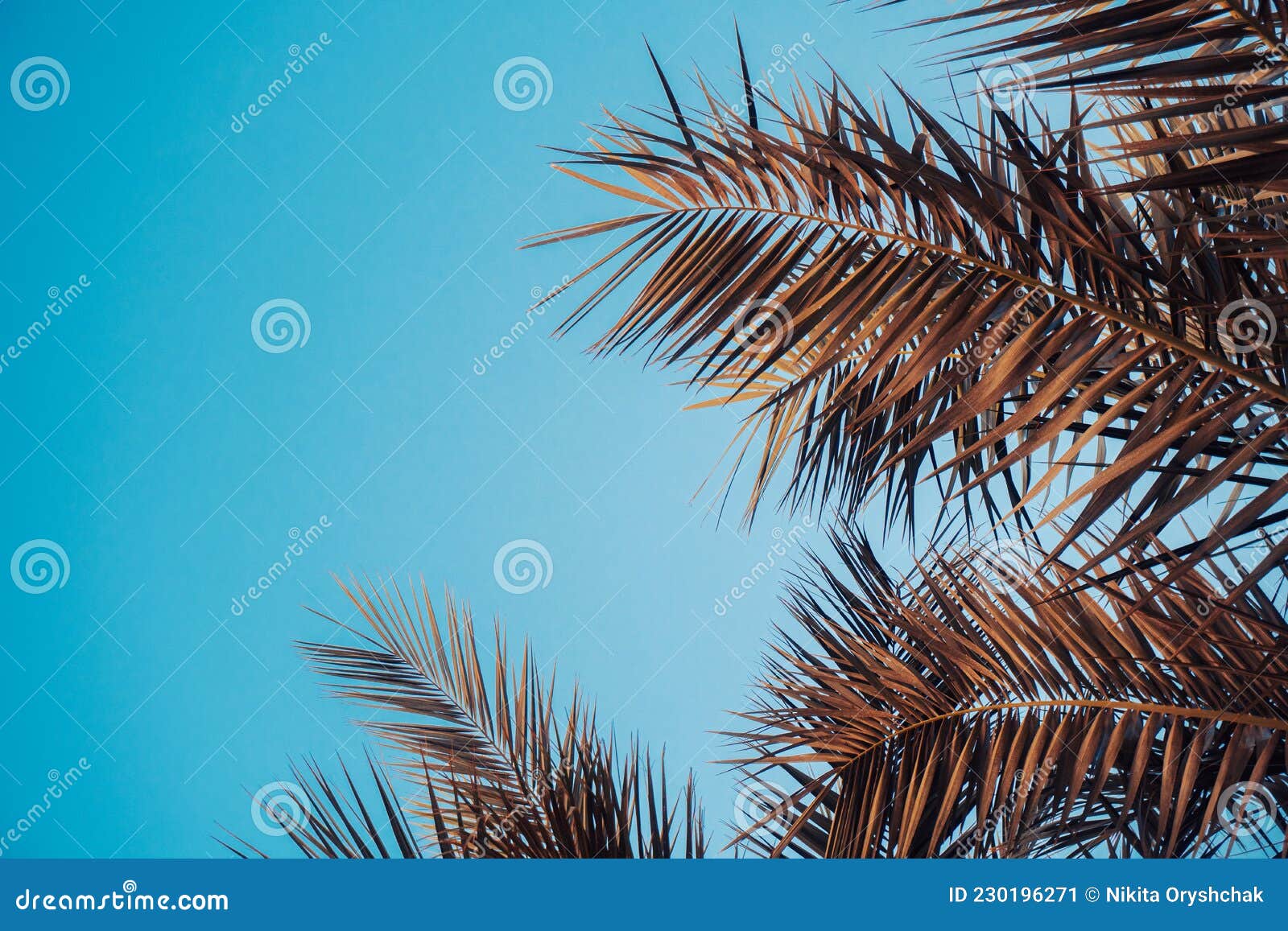 PALM SPRINGS Postcard Vintage Palm Springs Sunrise Red Sky Palm Trees Water 