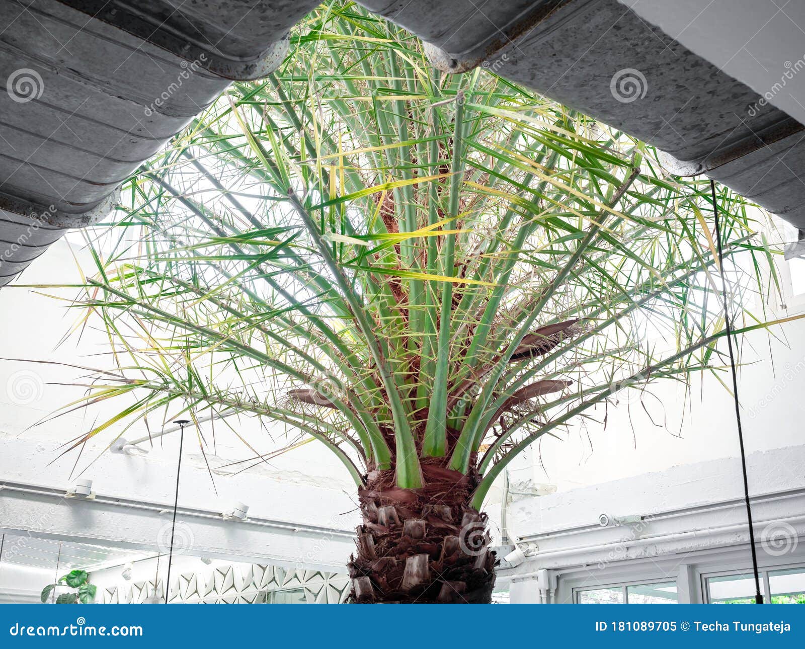 Tropical Palm Tree Inside the White Building Stock Image Image of