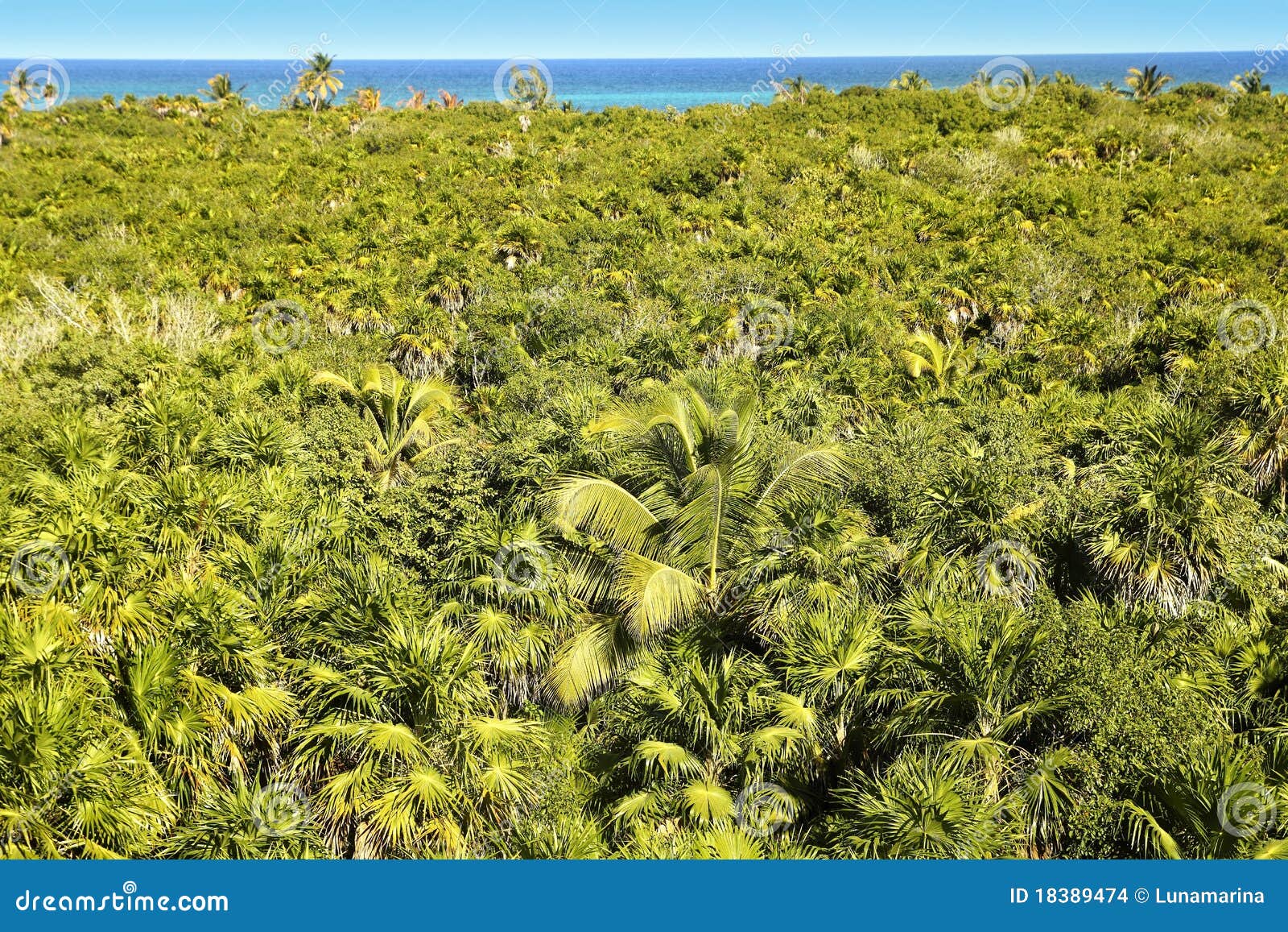 Big Old Tree On Jungle Rain Forest, One Of The Best Place To Travel In
