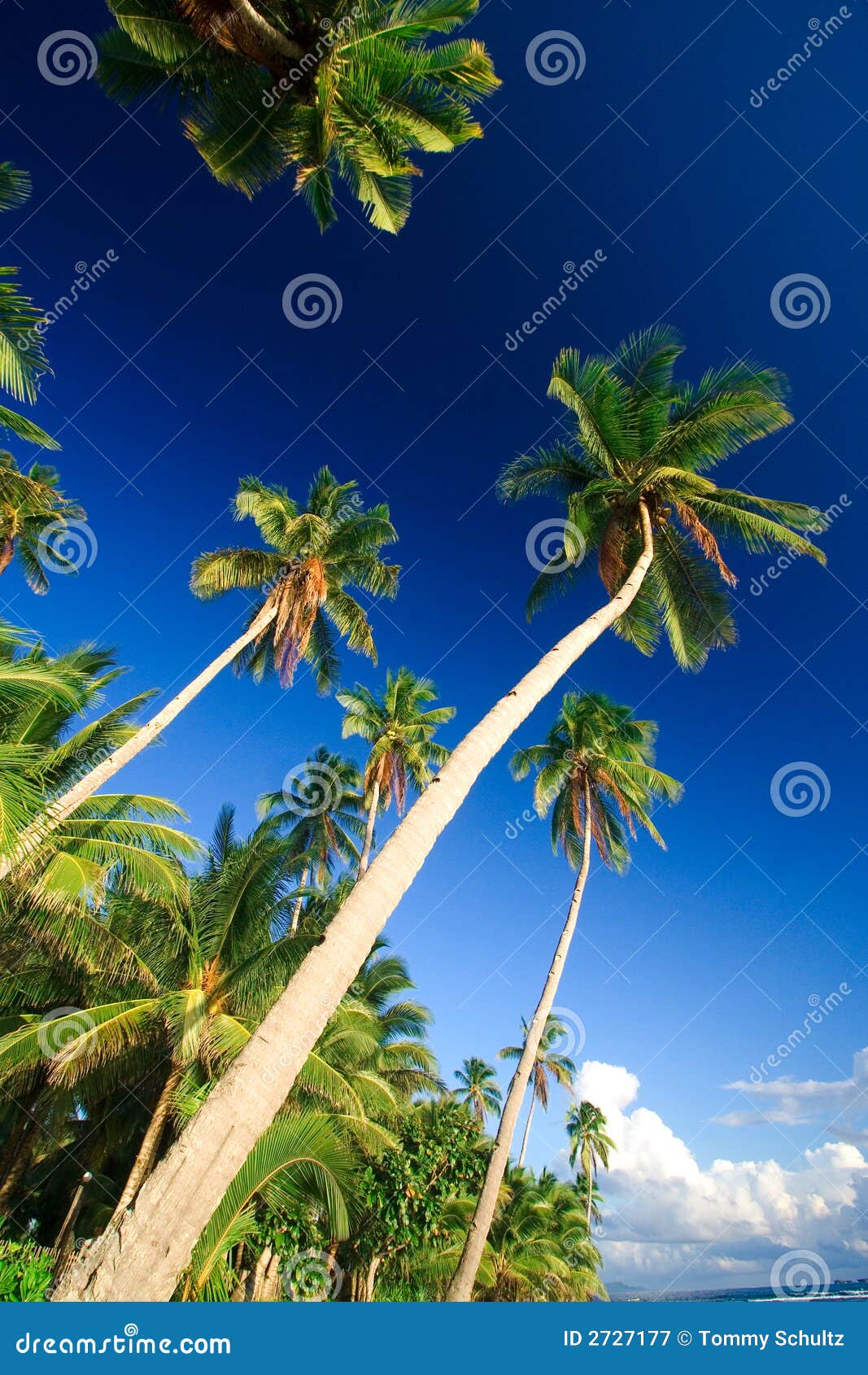 Tropical Palm Tree Paradise Stock Image - Image of exotic, beauty: 2727177