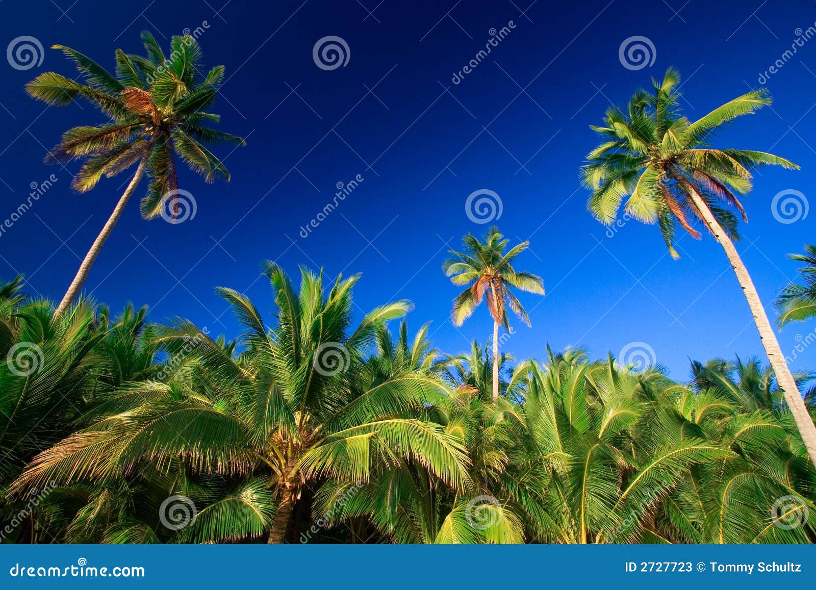 Tropical Palm Tree Paradise Stock Image Image of hawaii, happiness