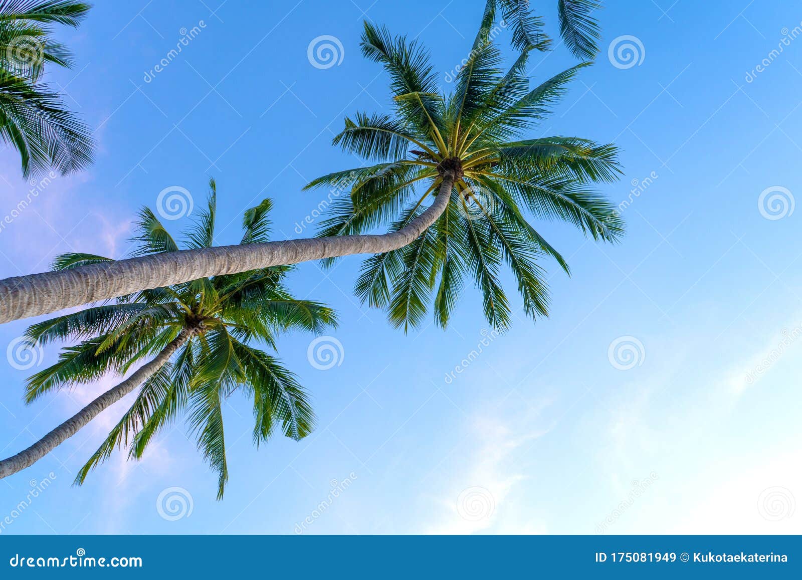 Tropical Palm Trees Against a Blue-purple Sunset Sky. Sunset in the ...