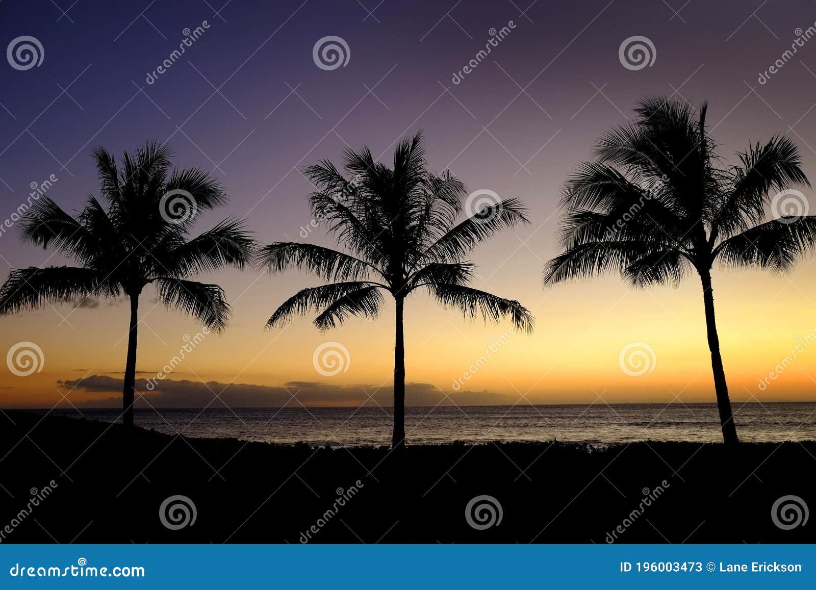 Tropical Palm Trees Silhouette Sunset Or Sunrise Stock Image Image Of