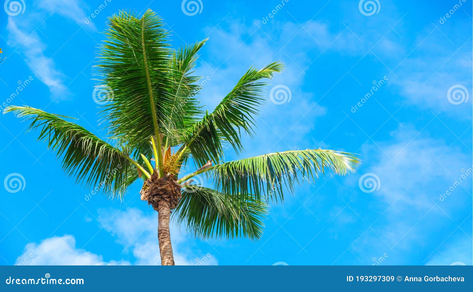 tropical palm tren against sky