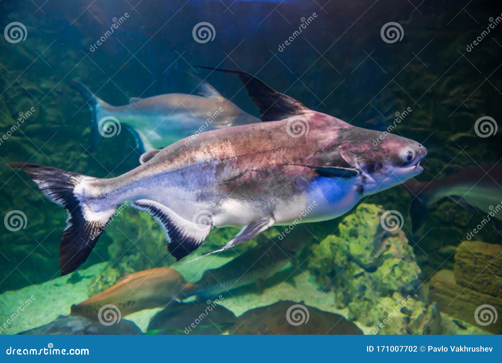 Tropical Pangasius Fish Shark Catfish Stock Photo - Image of underwater,  environment: 171007702
