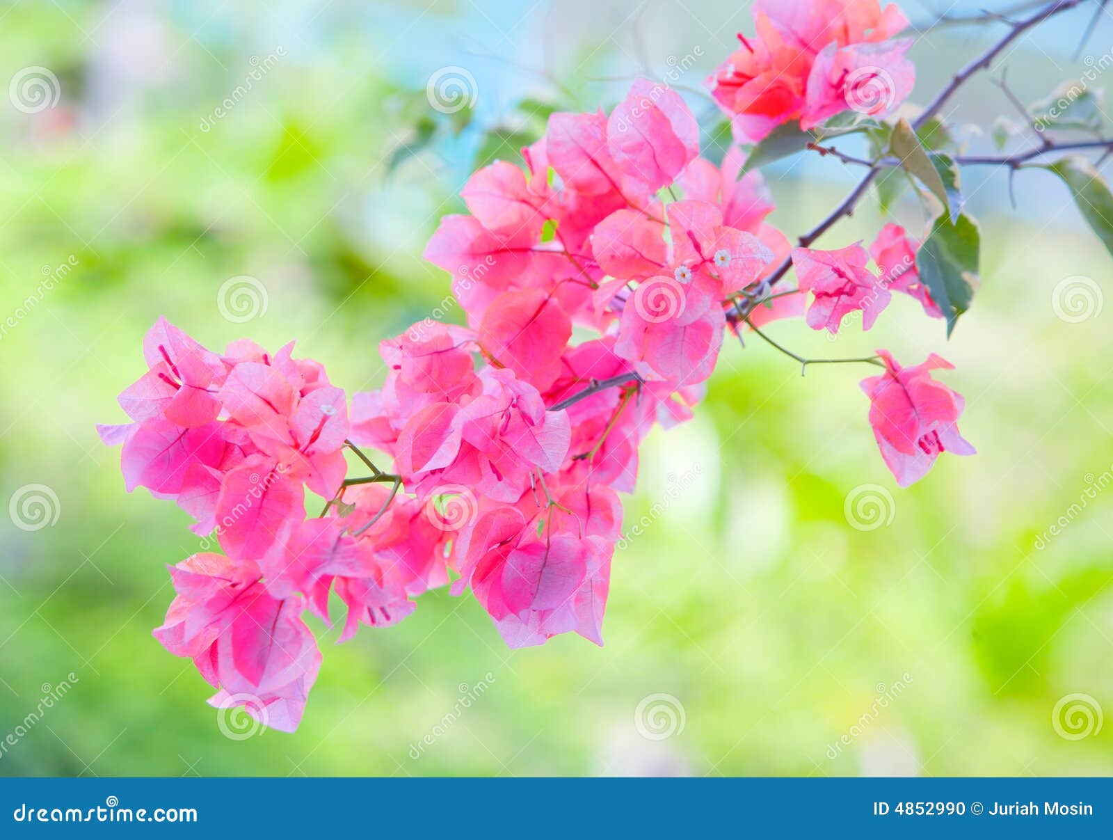 Tropical Paperlike Bougainvillea Stock Photo Image of leaf, growth