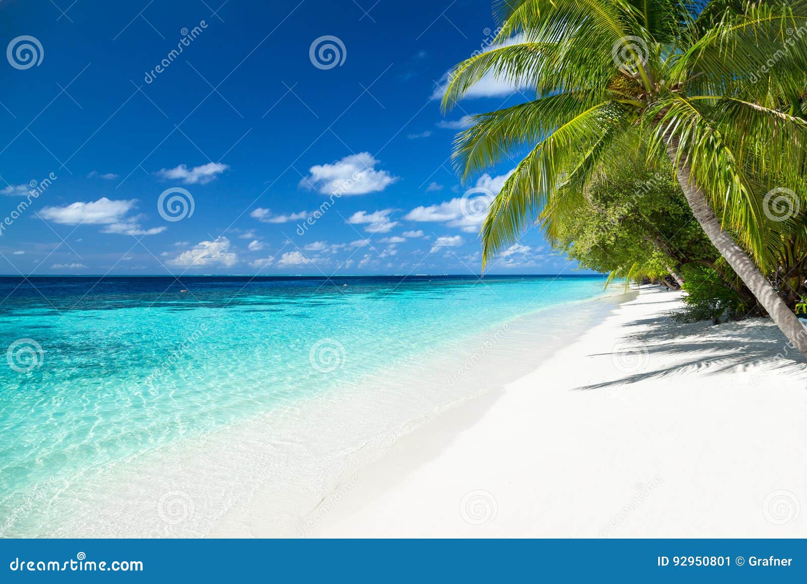 tropical paradise beach background