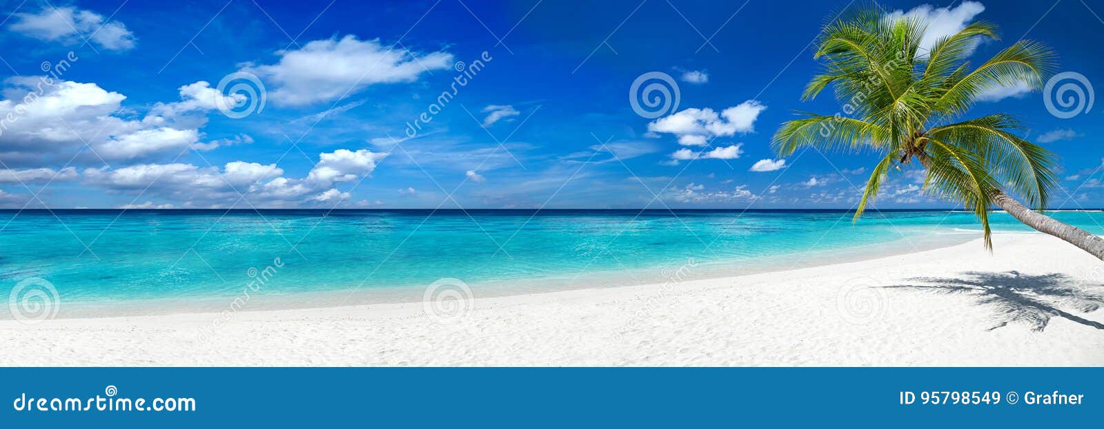 coco palm on tropical paradise beach