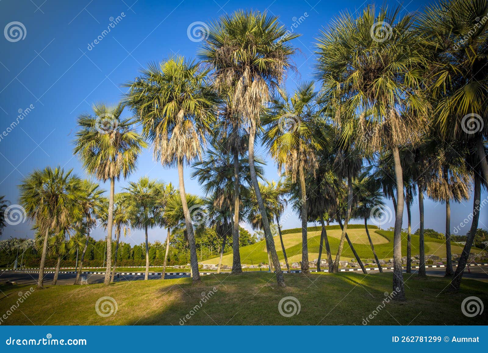Tropical Paradise Idyllic Palm Trees in Public Park Stock Image