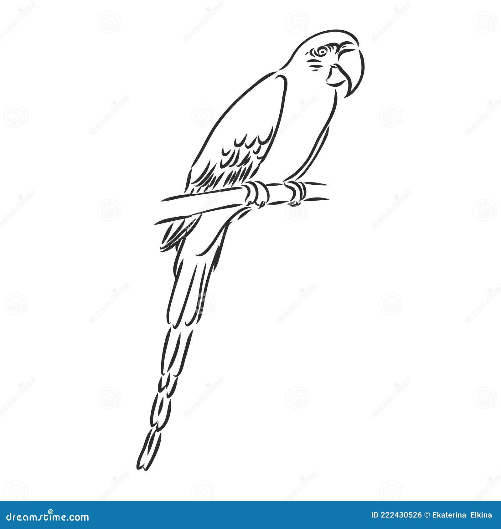 Tropical Parrot and Bird Head Black and White Vector Outline Stock ...