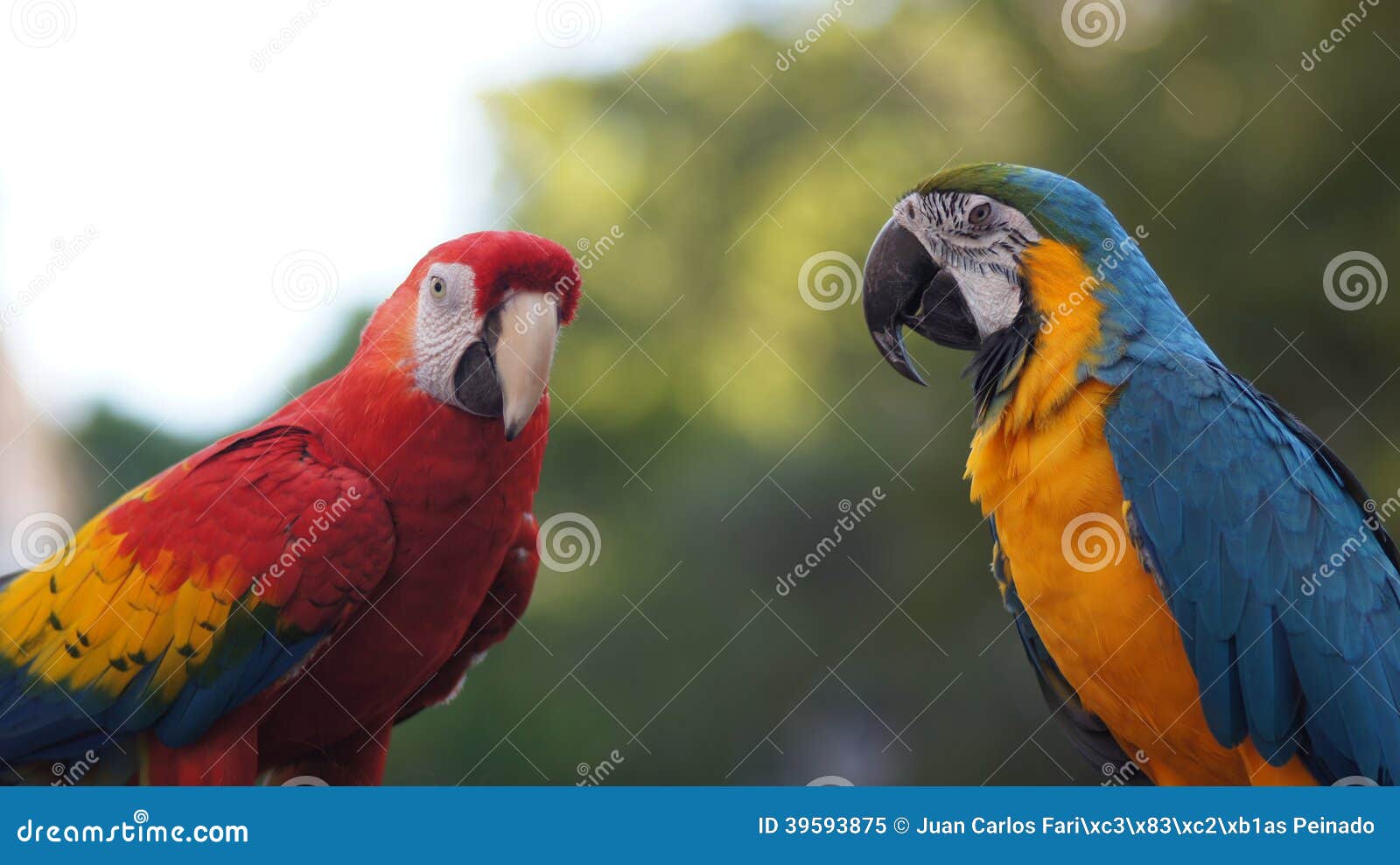 tropical parrot, carib caribbean tropical.