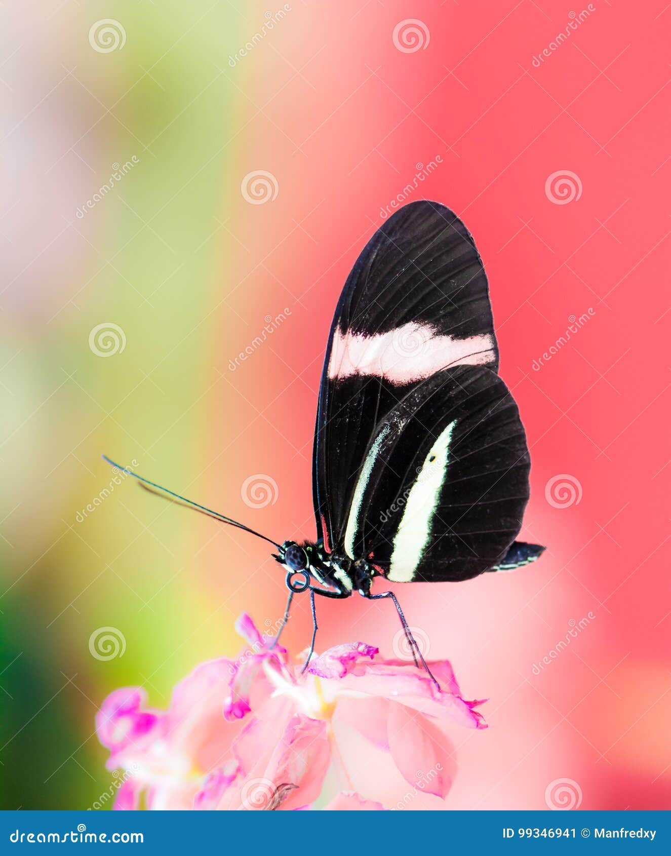 Tropical Passionvine Butterfly Stock Image Image of exotic, closeup
