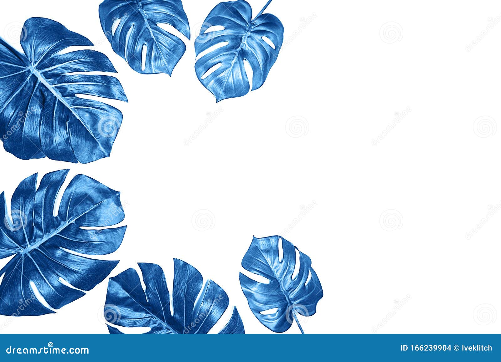 Mẫu hoa lá Monstera xanh trên nền trắng là sự kết hợp tuyệt vời giữa màu sắc và nét độc đáo của loài cây Monstera. Hãy xem hình ảnh để tìm thêm nhiều ý tưởng để tận dụng mẫu hoa lá này và tạo ra những tác phẩm độc đáo và ấn tượng hơn bao giờ hết.