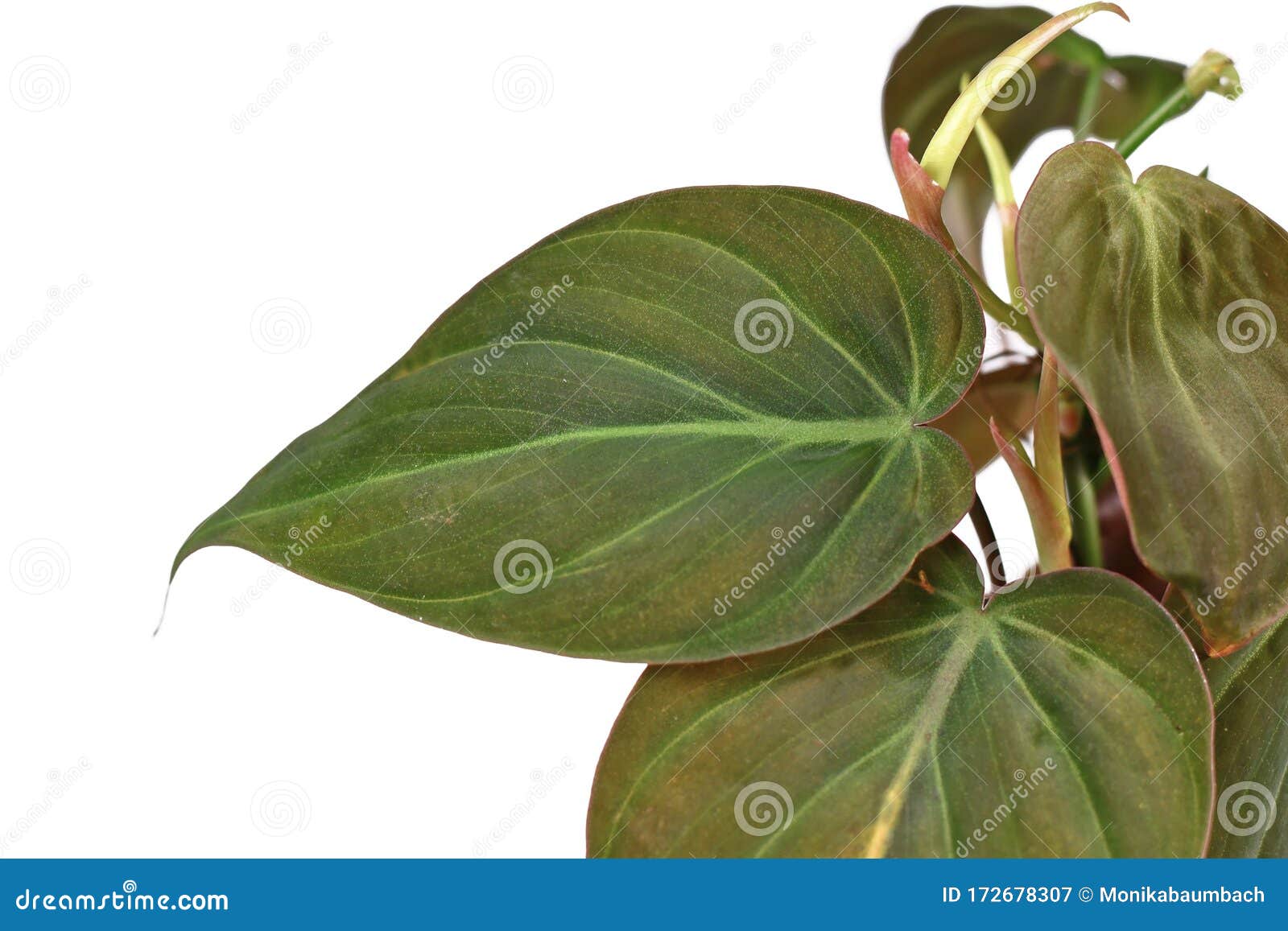 tropical `philodendron hederaceum micans` house plant with close up of heart d leaf on white background