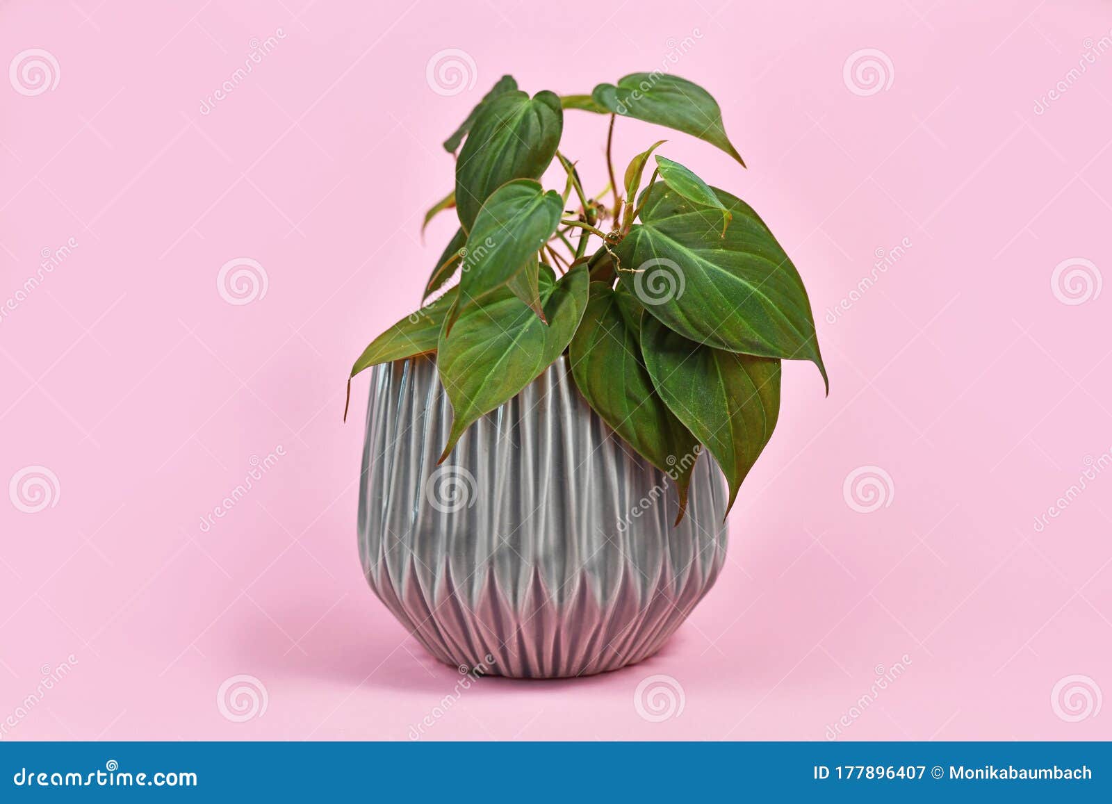 tropical `philodendron hederaceum micans` house plant with heart d leaves with velvet texture on pink background