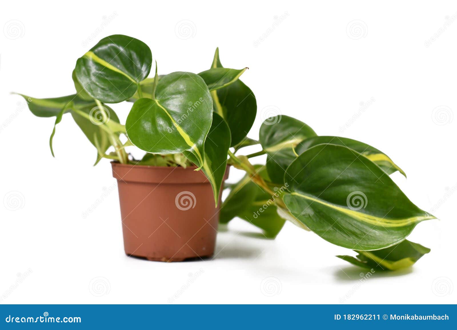 tropical `philodendron hederaceum scandens brasil` creeper house plant with yellow stripes in flower pot on white backgro