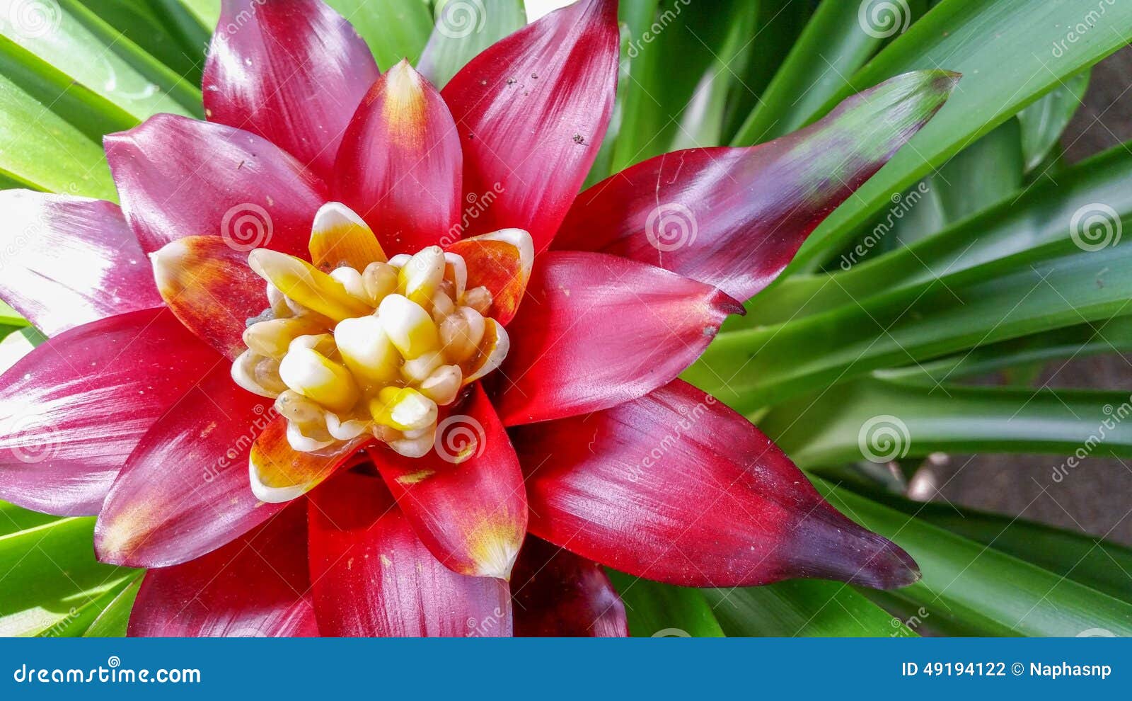Tropical Pineapple Flower Plant Stock Photo Image of redflower