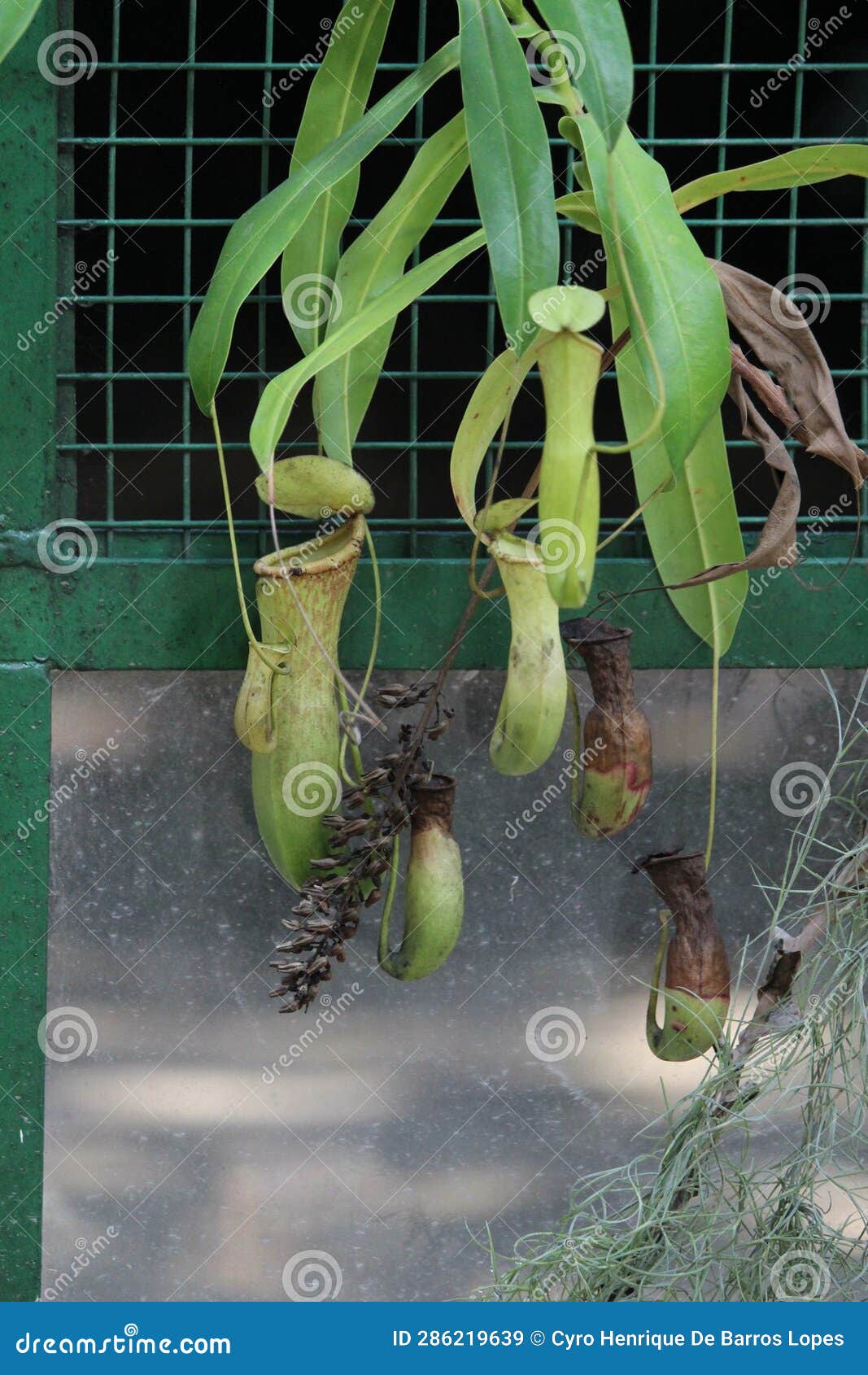 tropical pitcher plant details photo,nepenthes mirabilis, asian species, introduced species