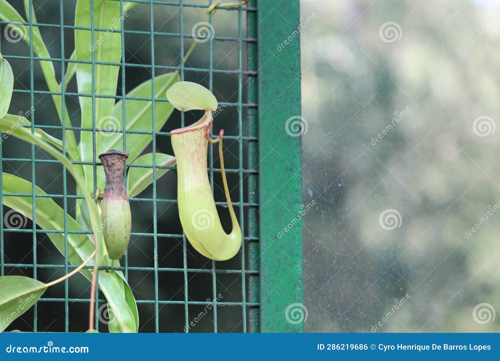 tropical pitcher plant details photo,nepenthes mirabilis, asian species, introduced species