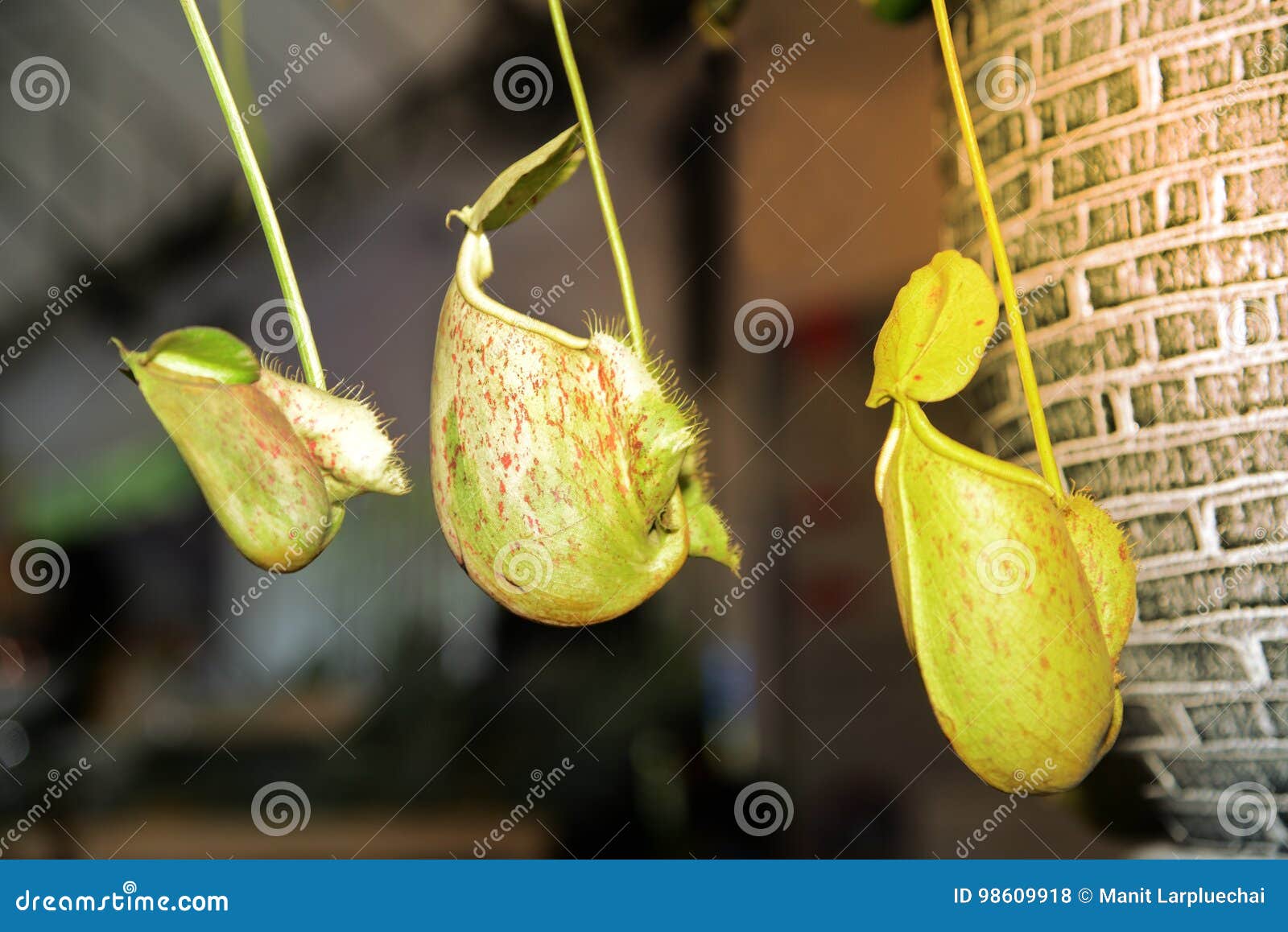 tropical pitcher plants or monkey cups.