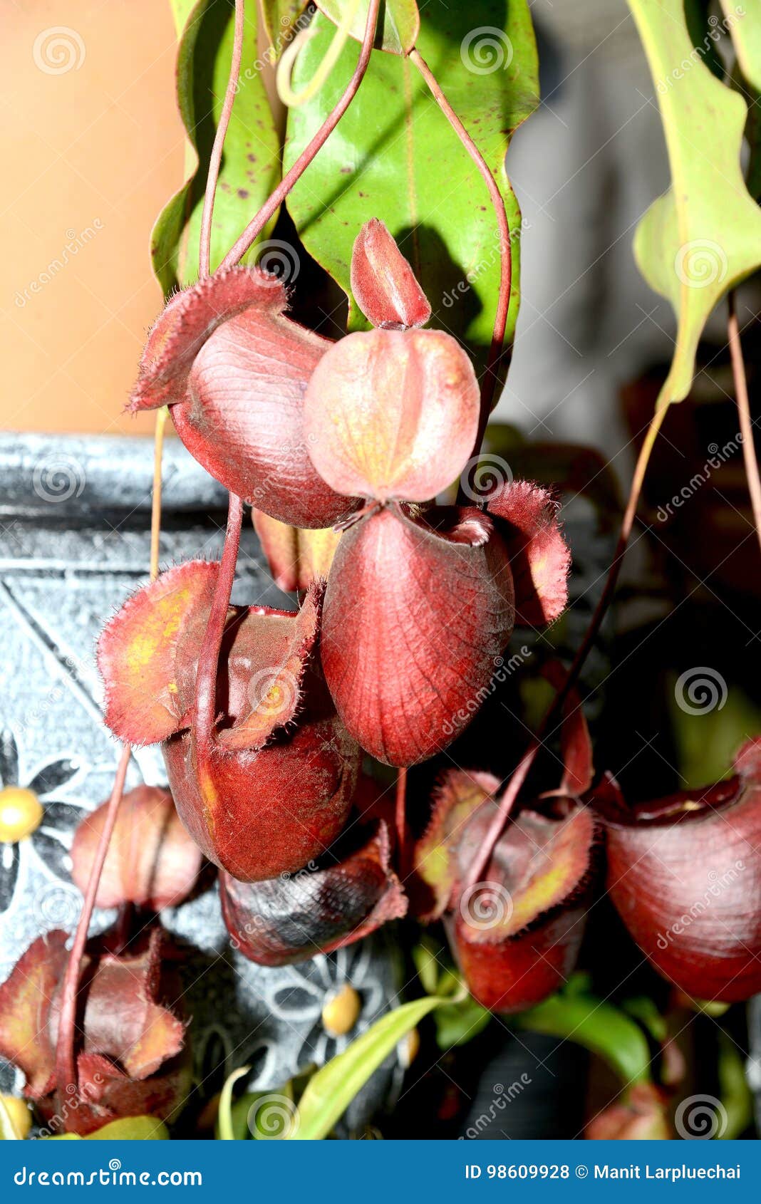 tropical pitcher plants or monkey cups.