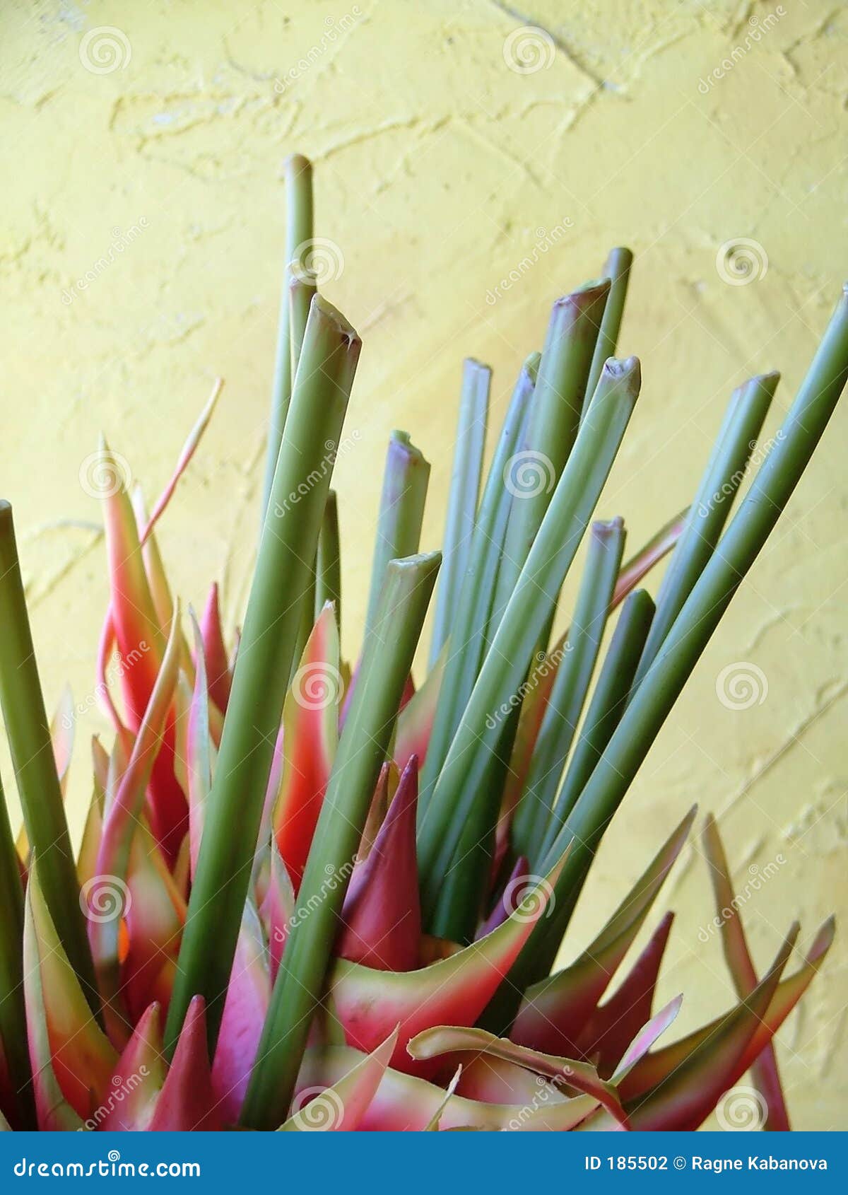 Tropical plant stock photo. Image of pink, luxuriance, whimsical 185502