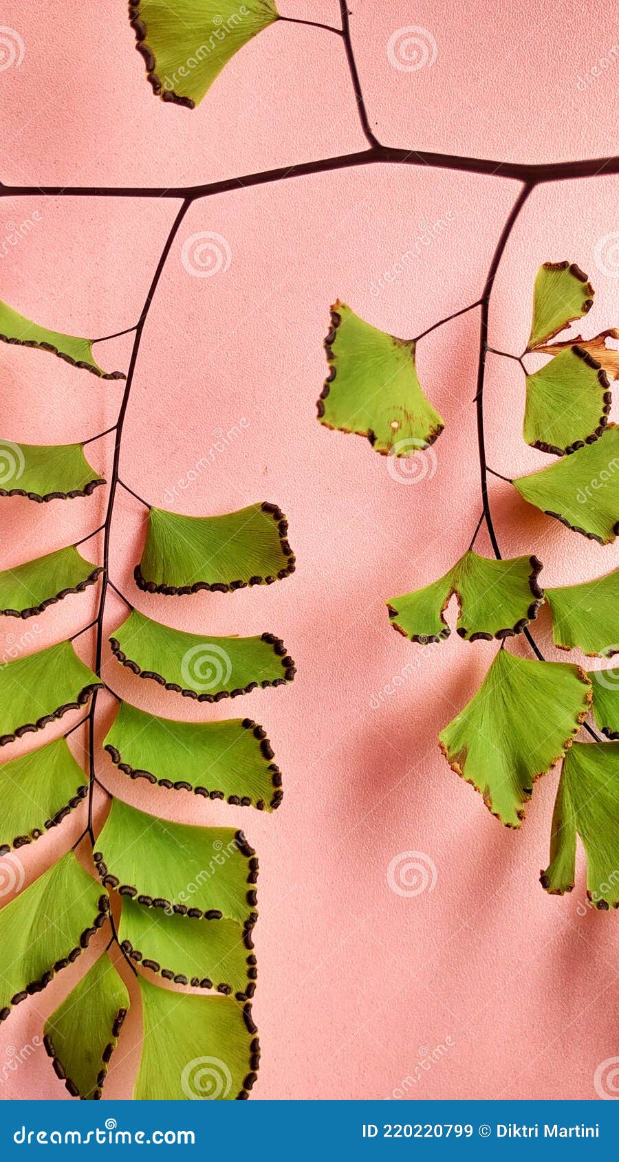 tropical plant adiantum capillus veneris