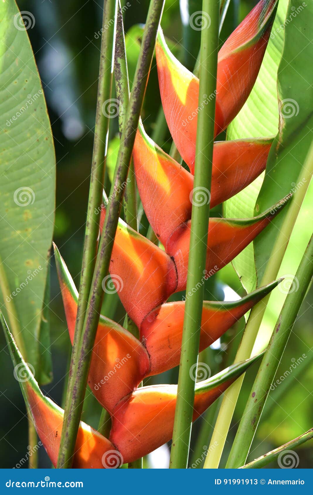 tropical plant