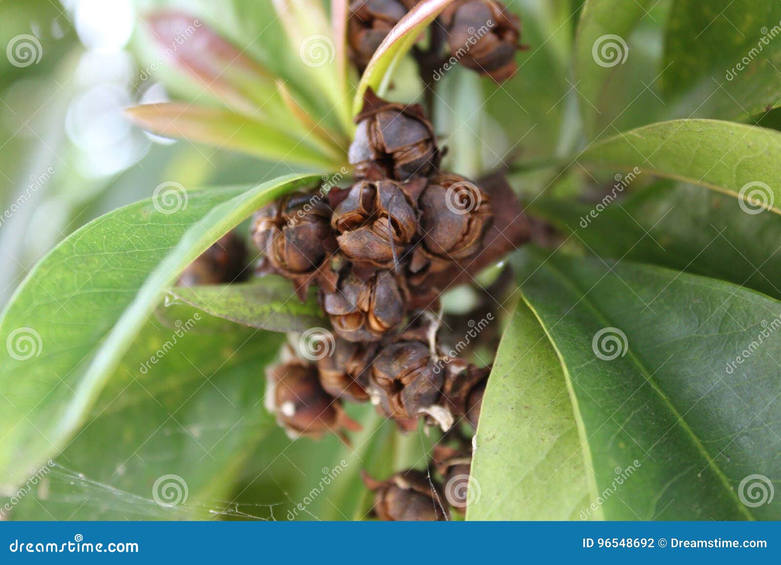 Tropical Plant Seeds stock photo. Image of natural, ripe 96548692