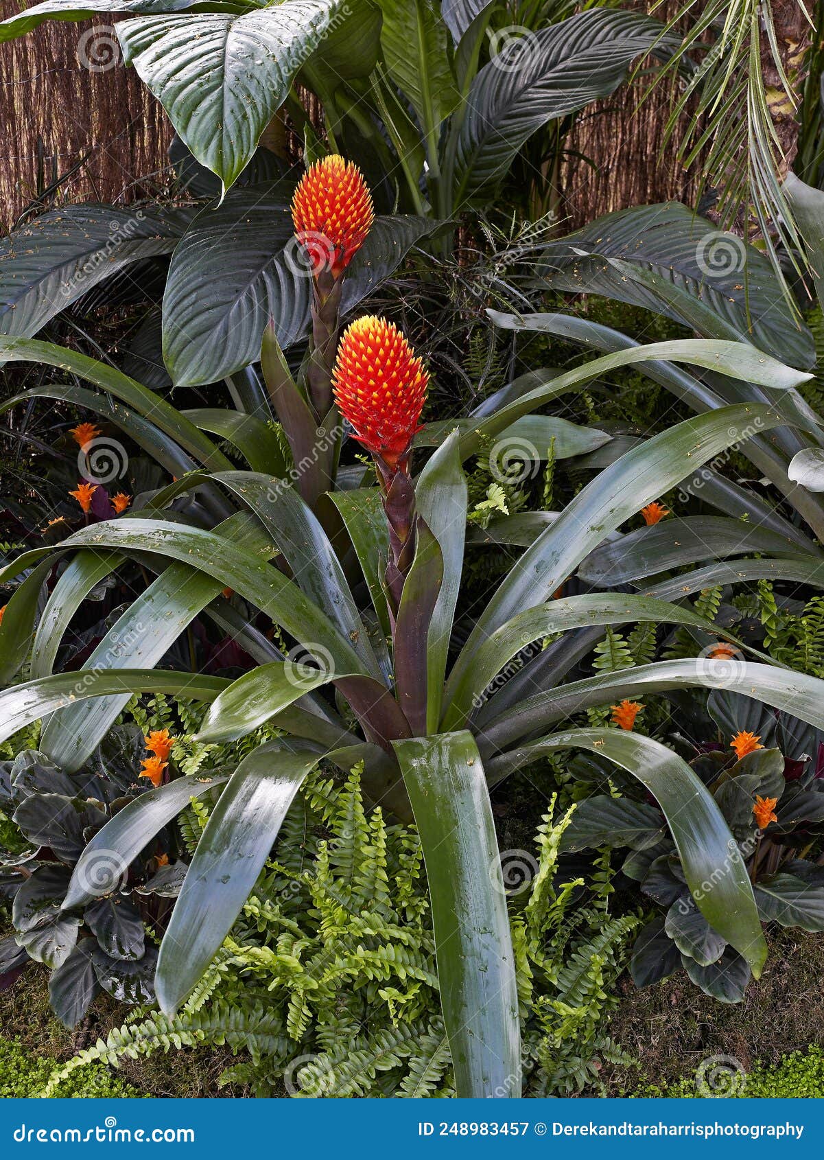 bromeliad guzmania conifera