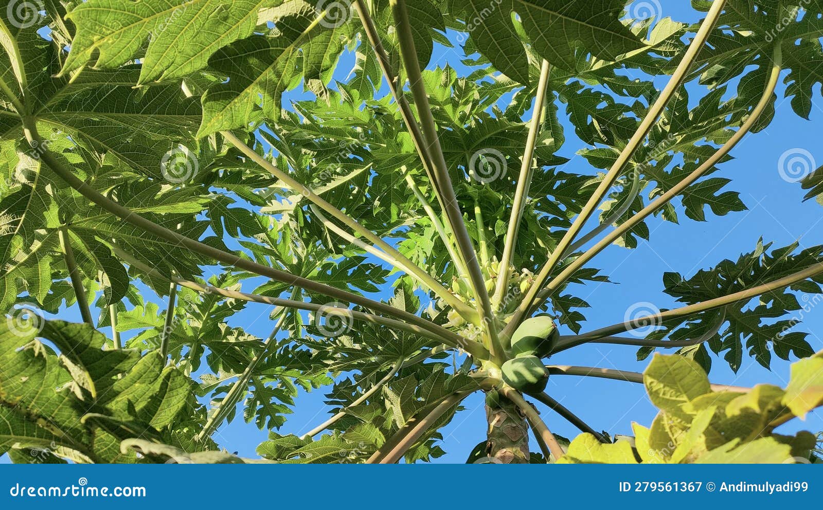 Tropical Plants that Can Grow in the Yard and Can Bear Fruit Stock