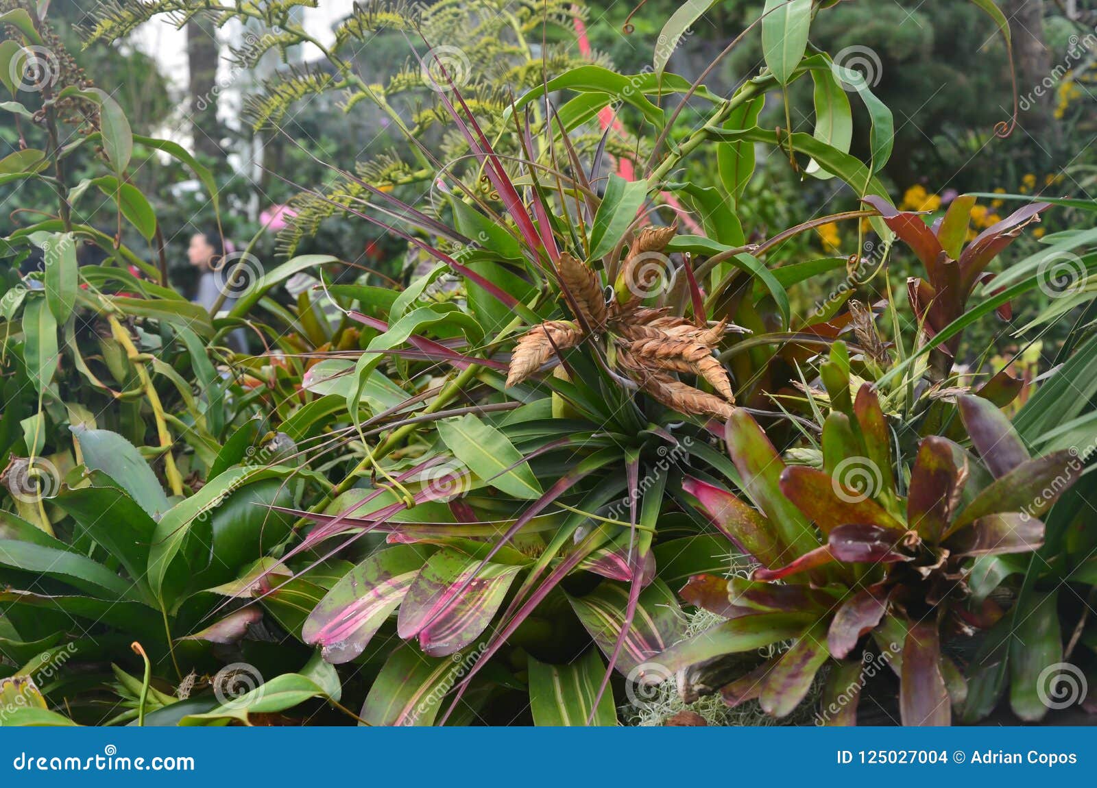 tropical plants in a cloud forest enviroment