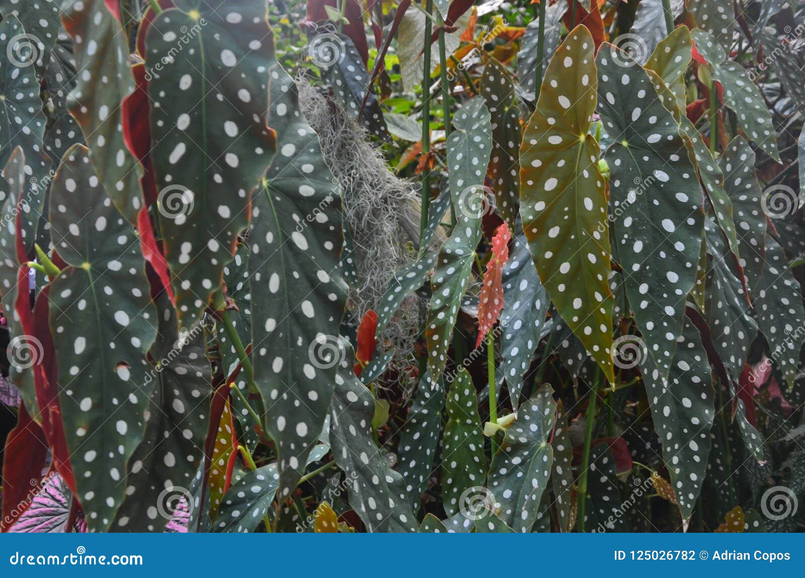 tropical plants in a cloud forest enviroment